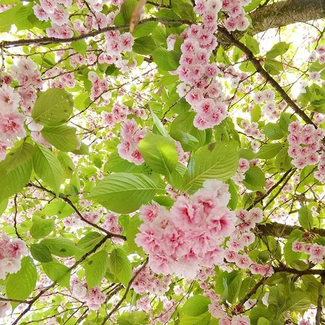 Last of the blossom #hellosummer