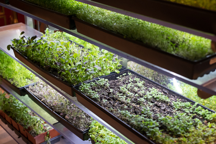 Bouley Botanical - Poto Credit: Dominick Mastrangelo