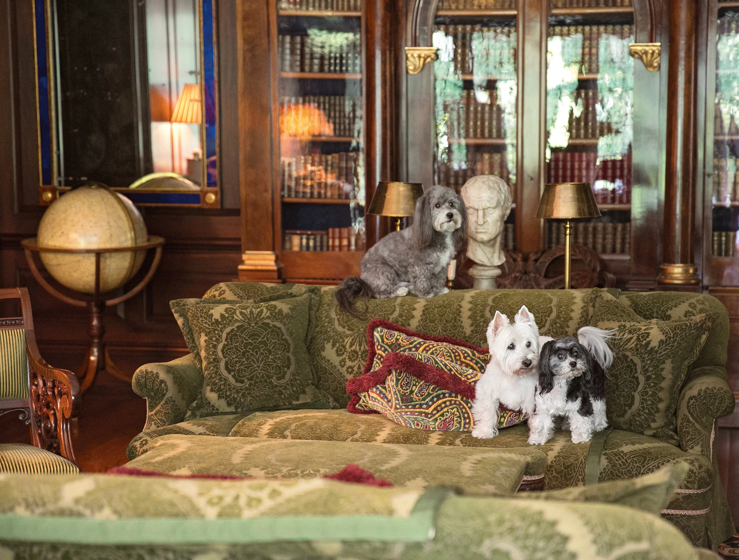 Собака в интерьере