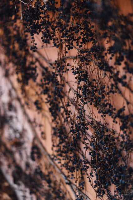 vines on pink (closeup).jpg