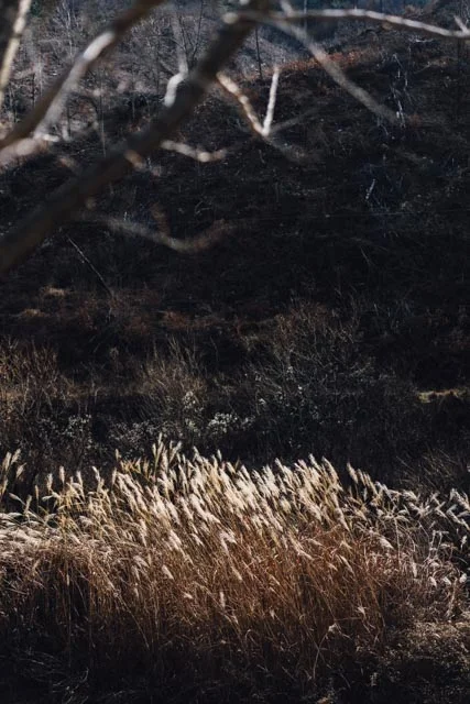 dried grass (vertical).jpg