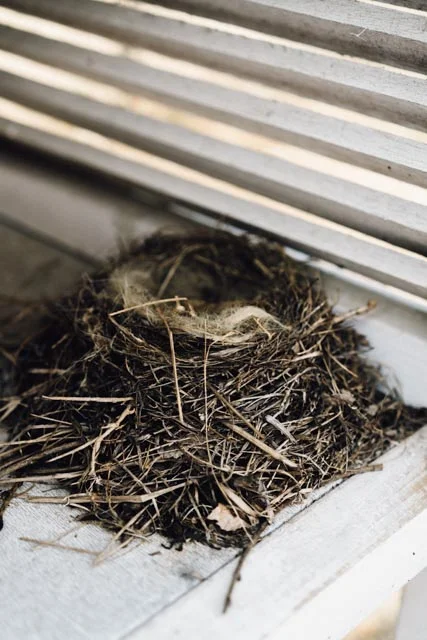 birds nest.jpg