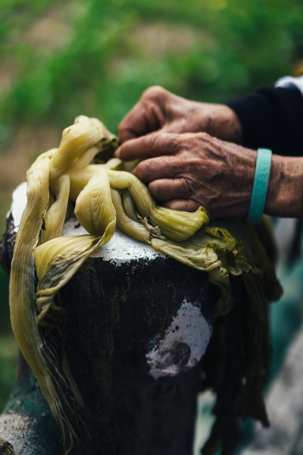 Mustards hands closeup (vert).jpg