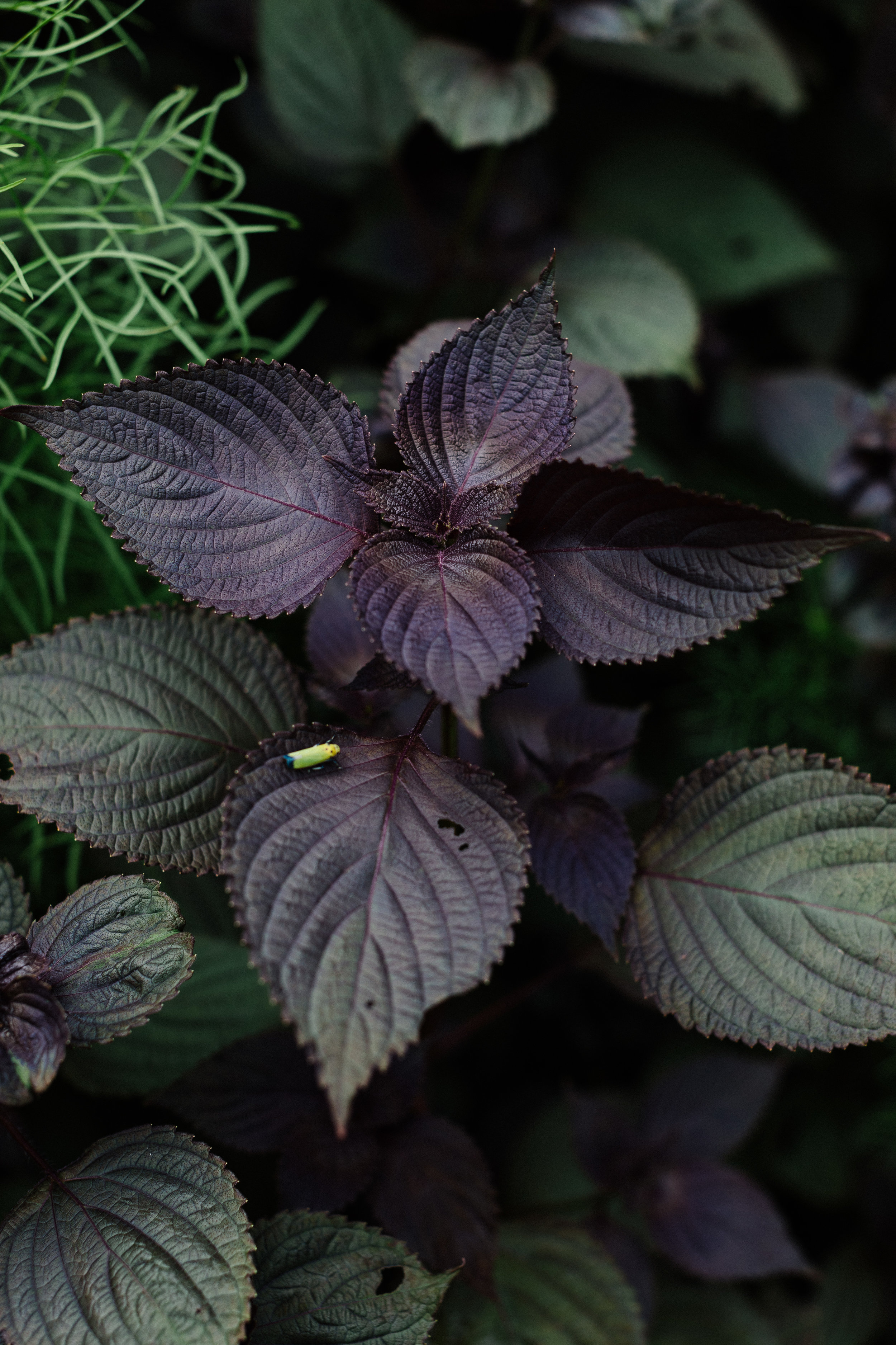 Purple shiso.jpg