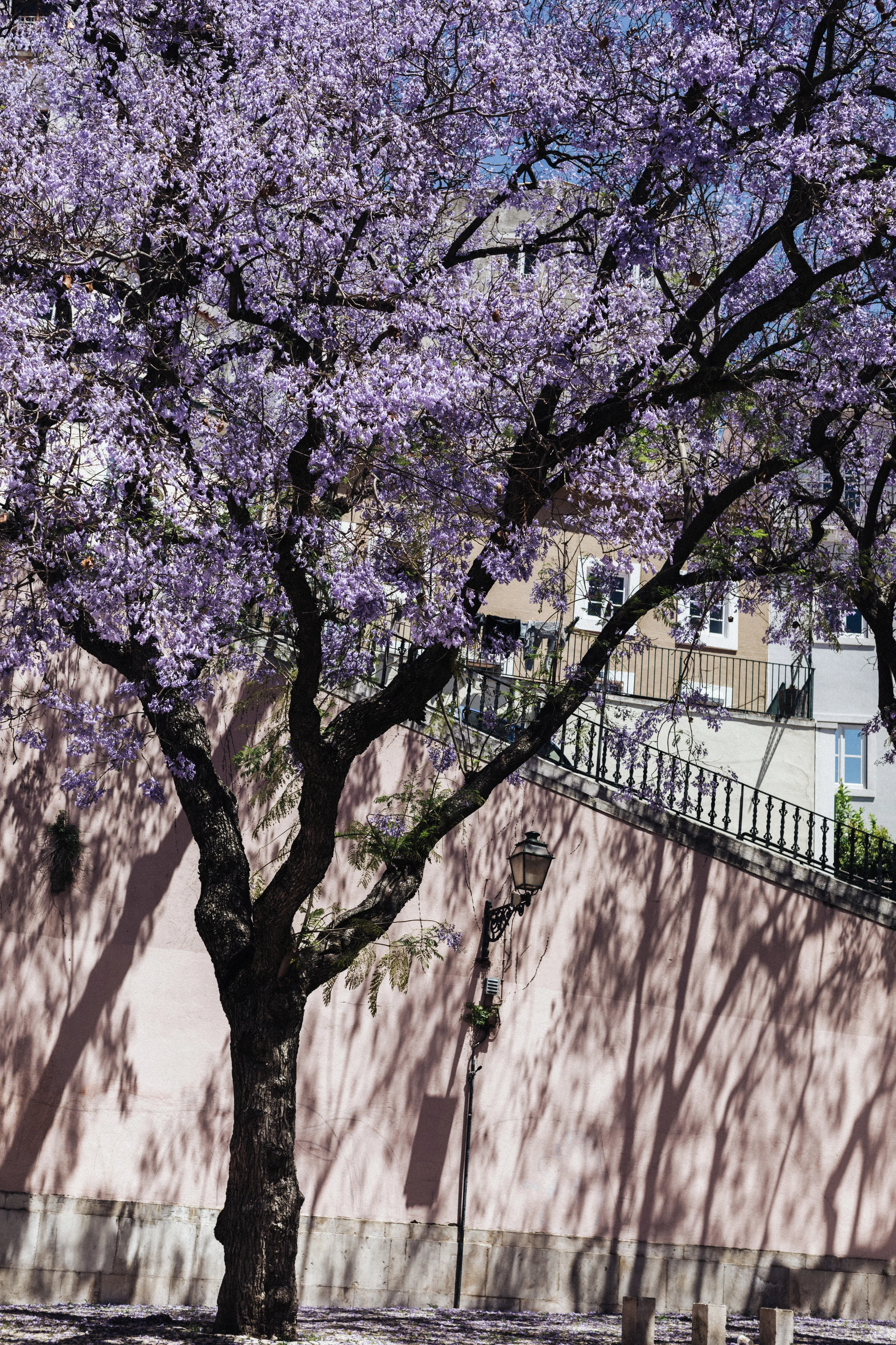 Lisbon Pink and Purple.jpg