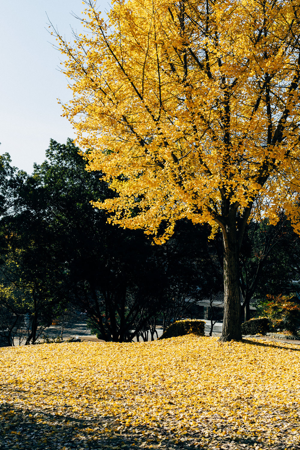 Gingko Yello.jpg