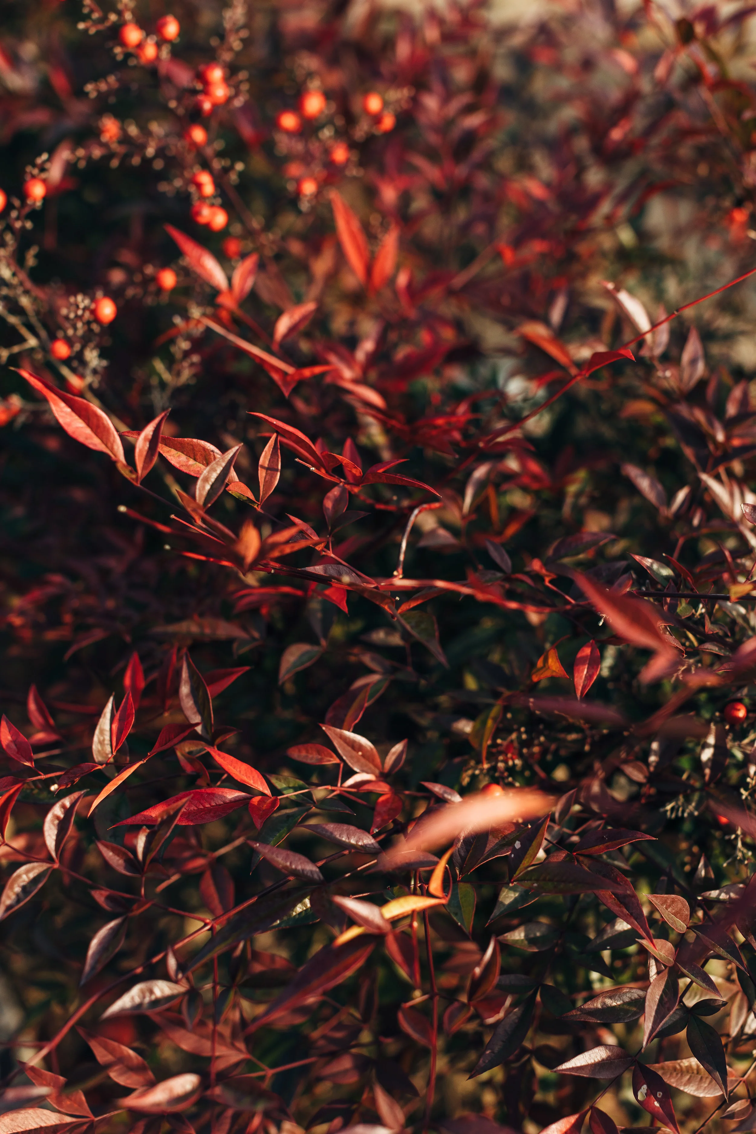 Jinju Red Berries.jpg
