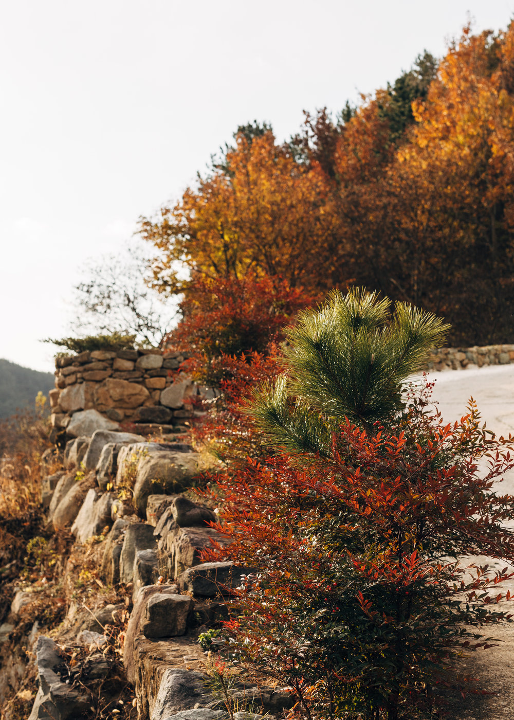 Pine and Colours.jpg