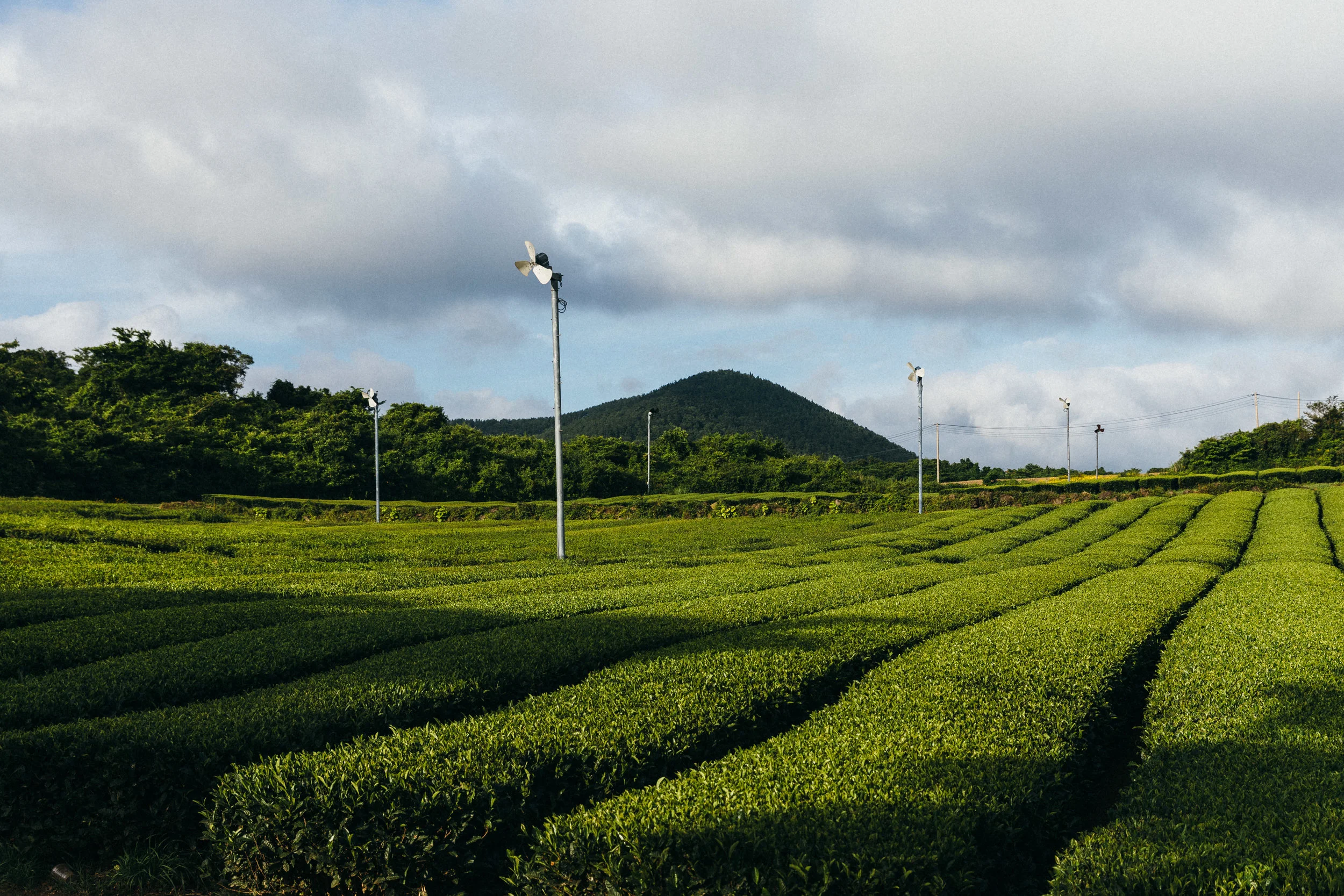 Osulloc field.jpg