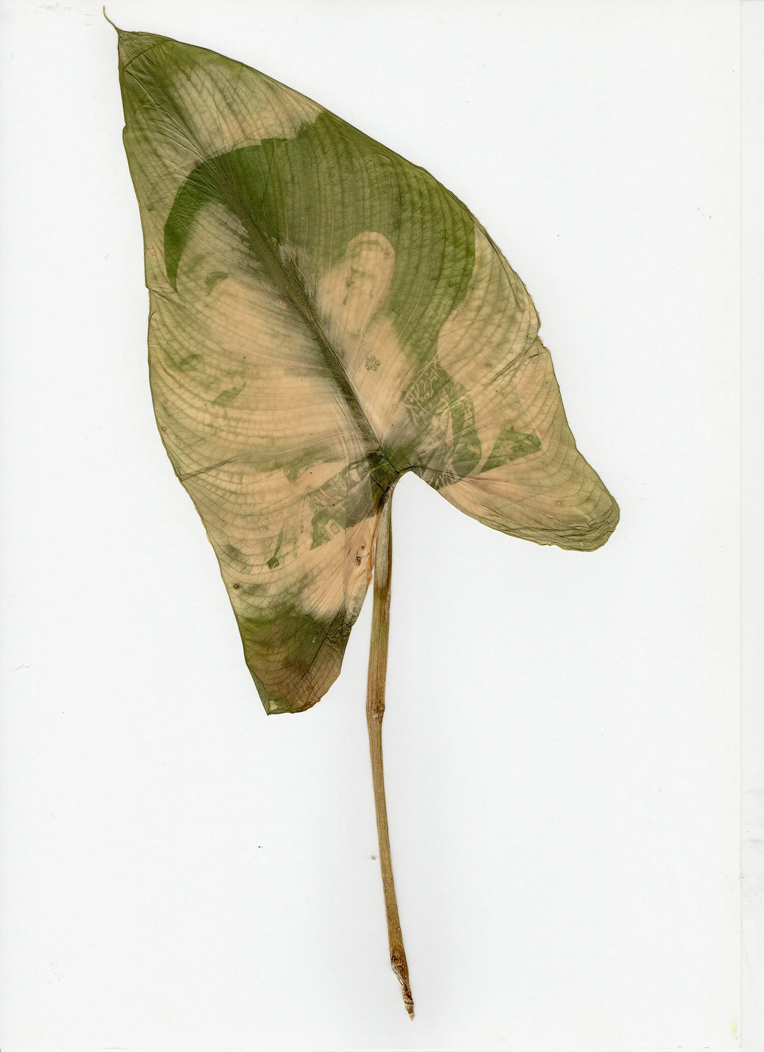 Chorophyll print of Laina.jpg