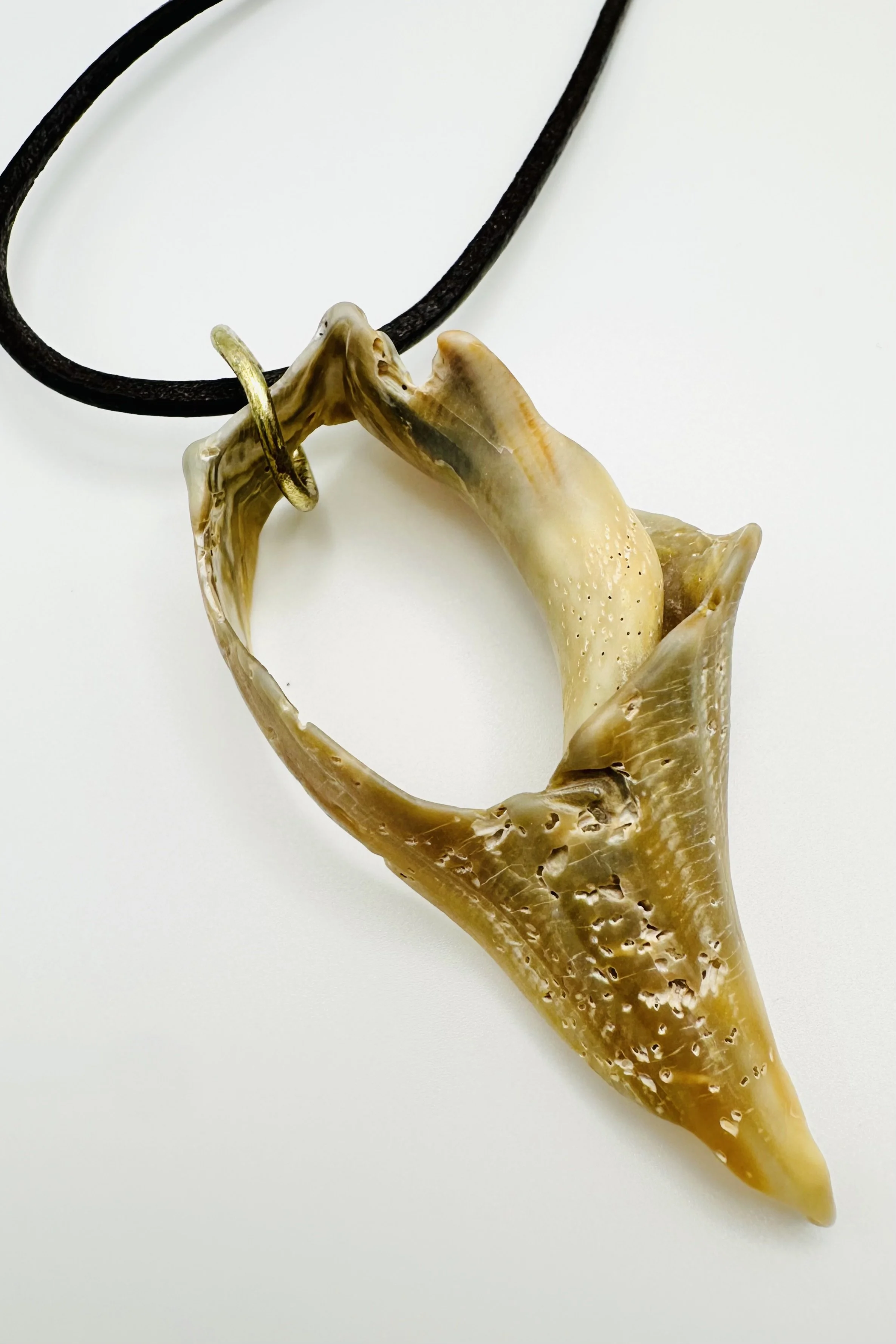 huge obx shell on leather cord