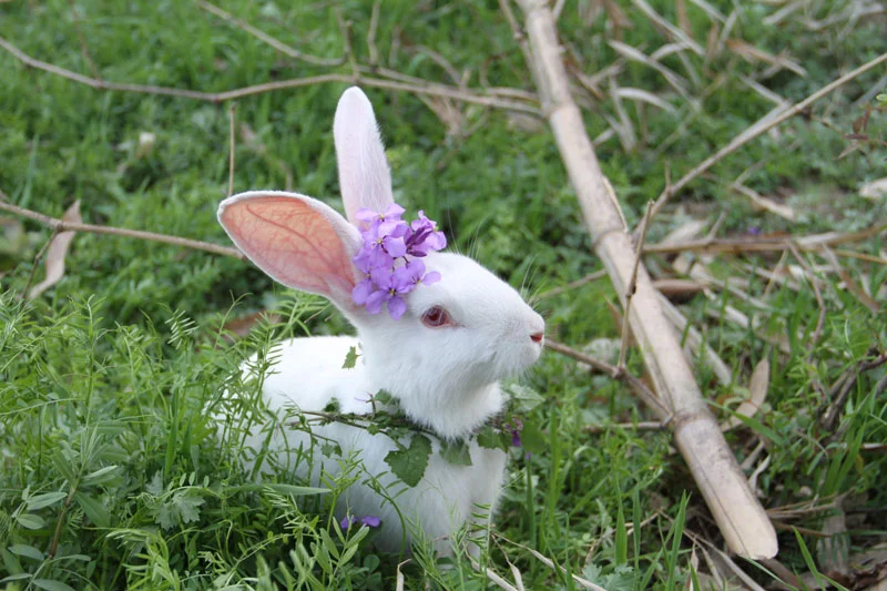 Life in our school - Spring 2012