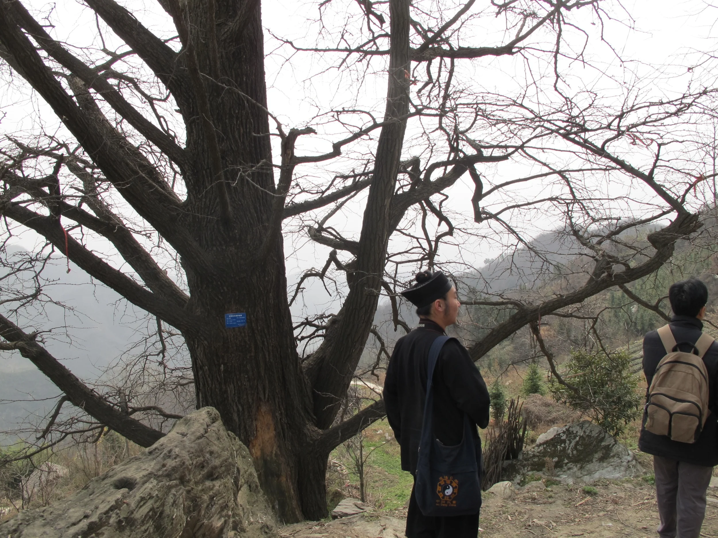 discover a few 3000 years old maidenhair tree in Wudang mountain