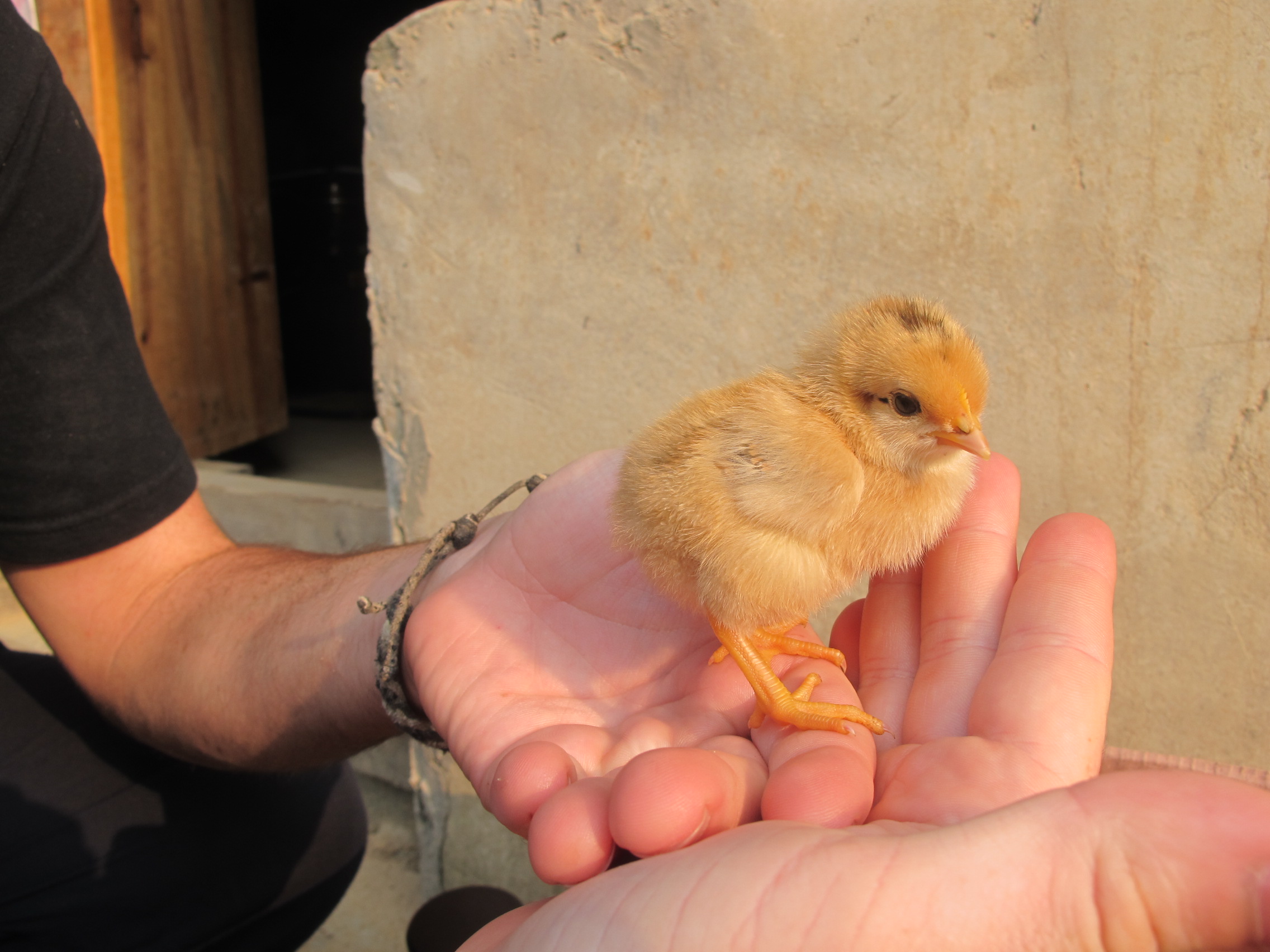 new born chick