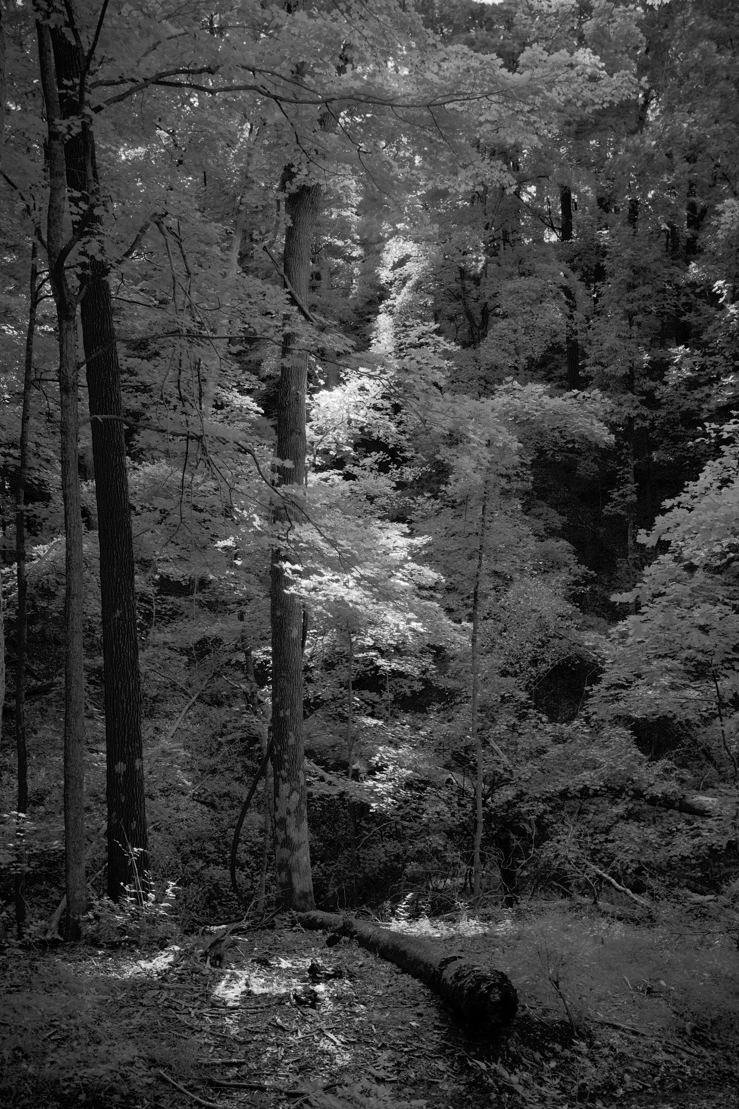 Perhaps my favorite shot from the short hike. The light and atmosphere were surprisingly cool.