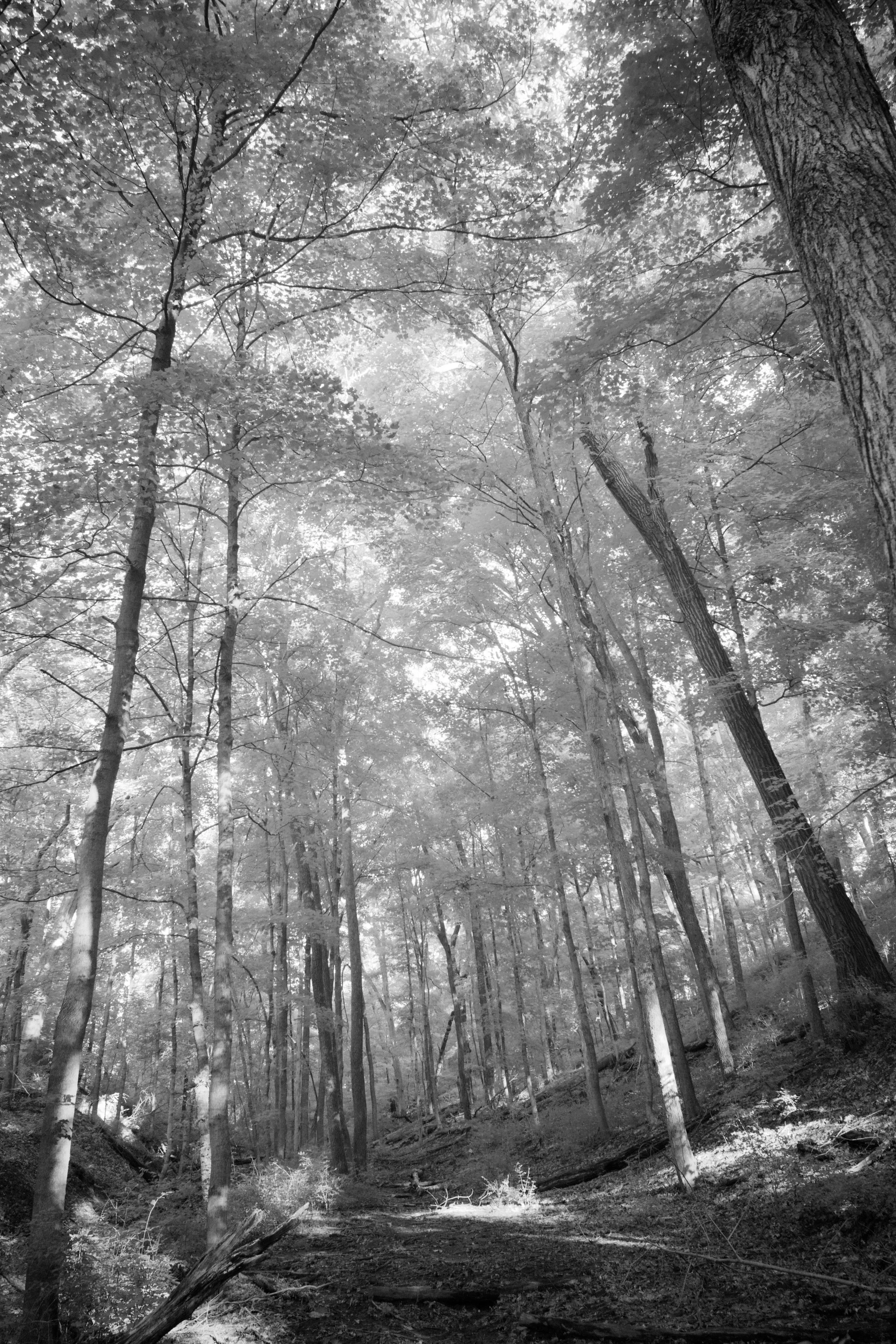 Base of the Ravine looking back at the trail up to the campus