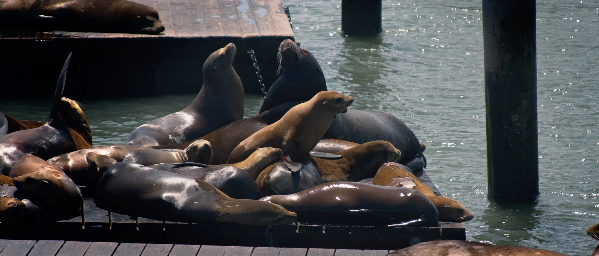 Sea Lions at Fisherman's Warf in SF