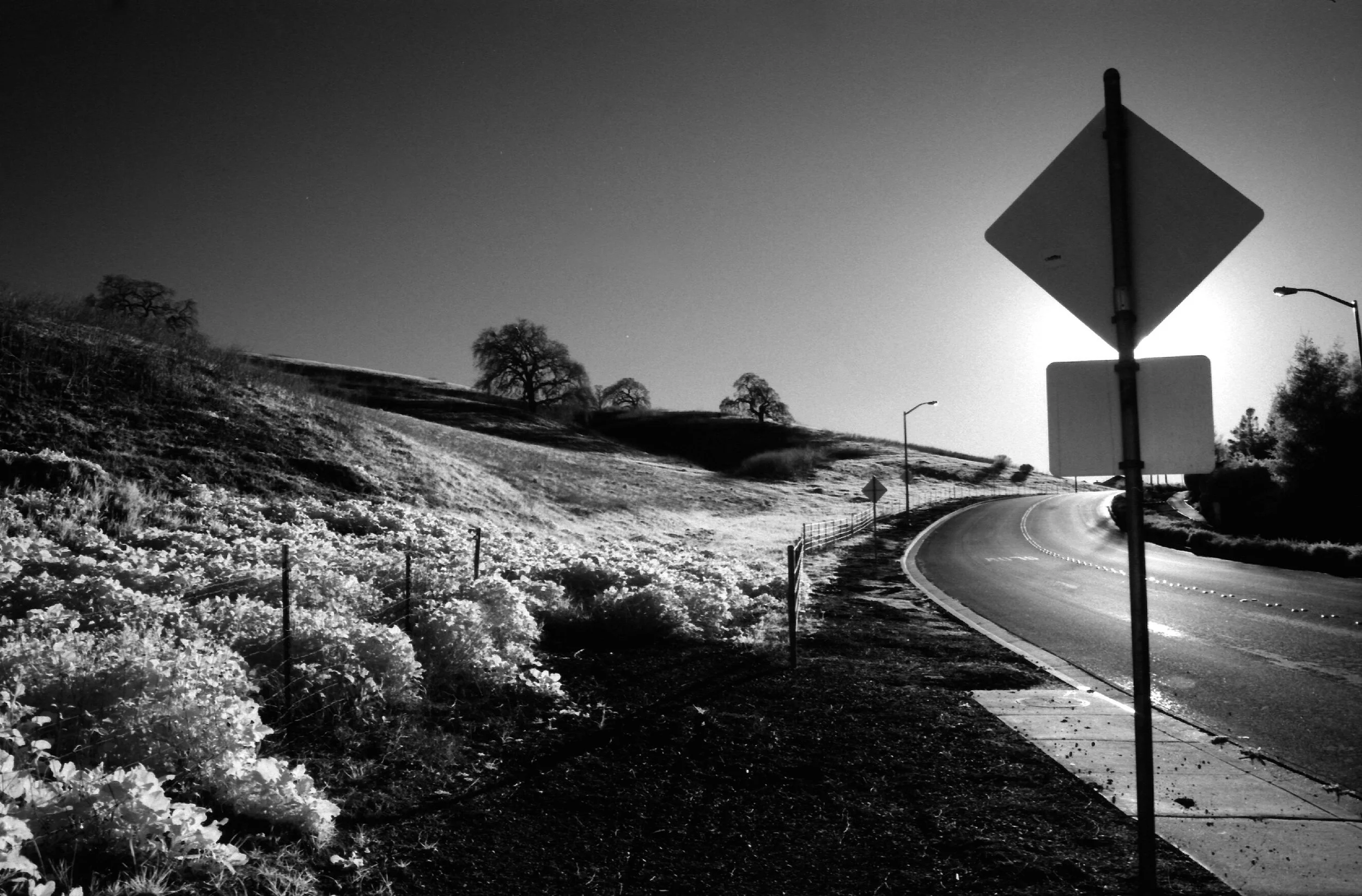 Rolling Woods Way, Late 2010 Canon EOS 630, 28-70mm (non-L), R72 filter, Rollei IR 400