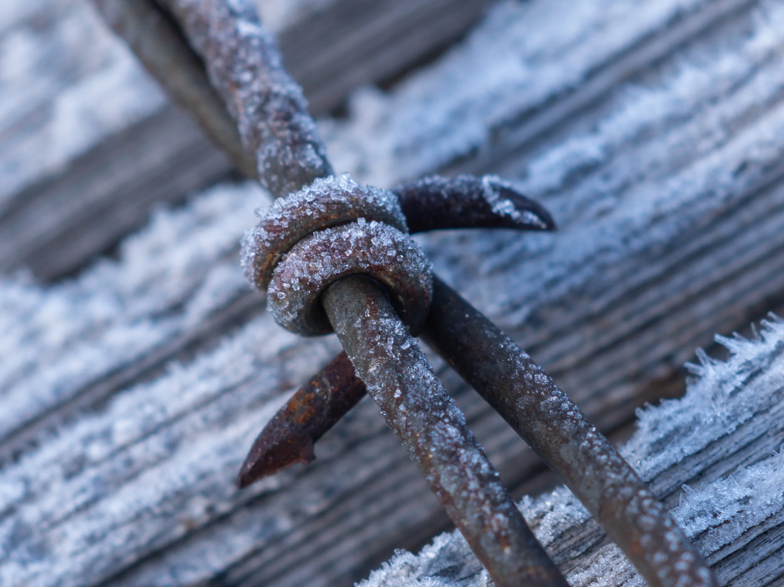 Close up crop of above barb. Frost crystals look more like salt crystals.