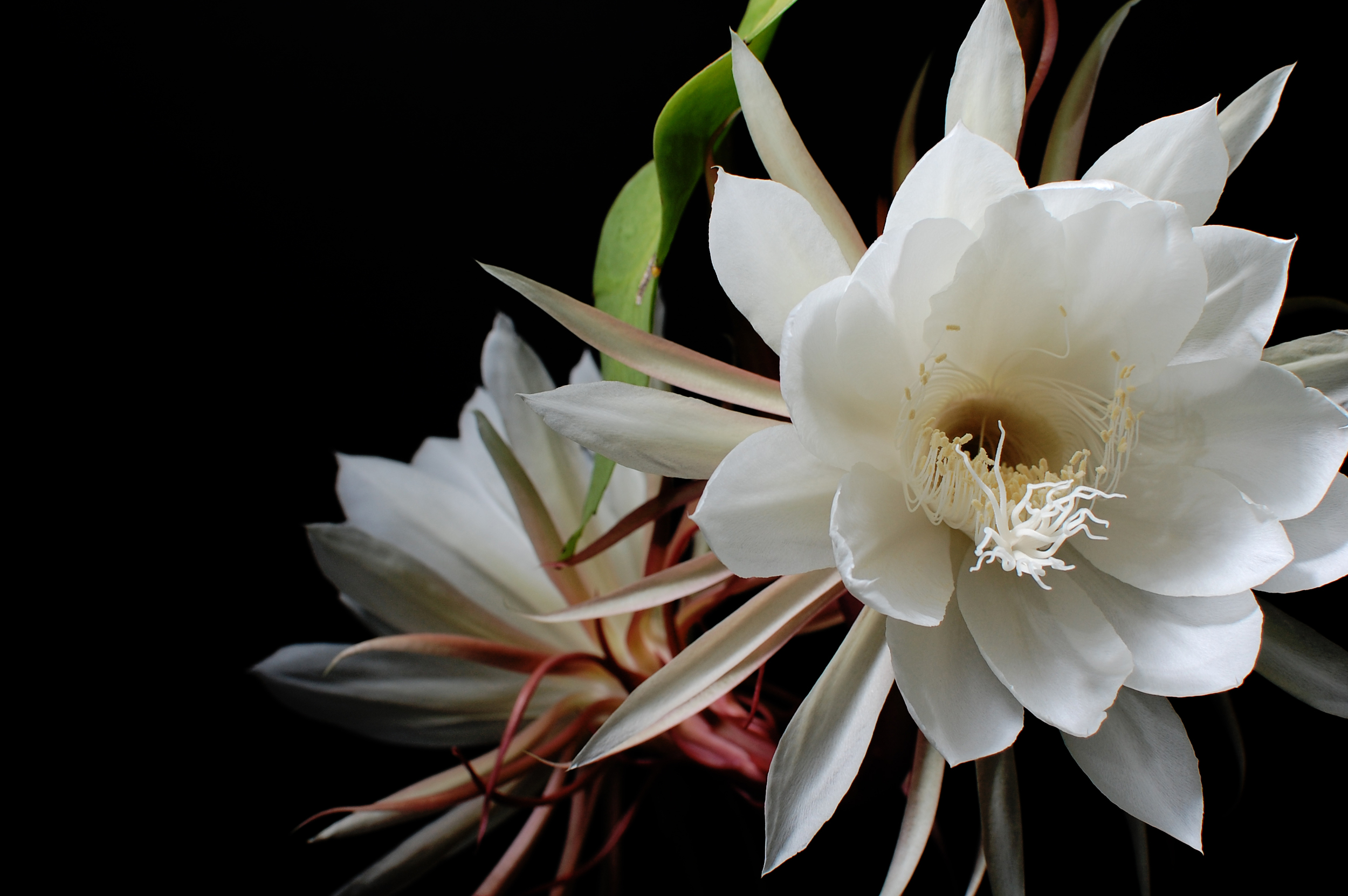 NIGHT BLOOMING-PRINT copy 3.JPG