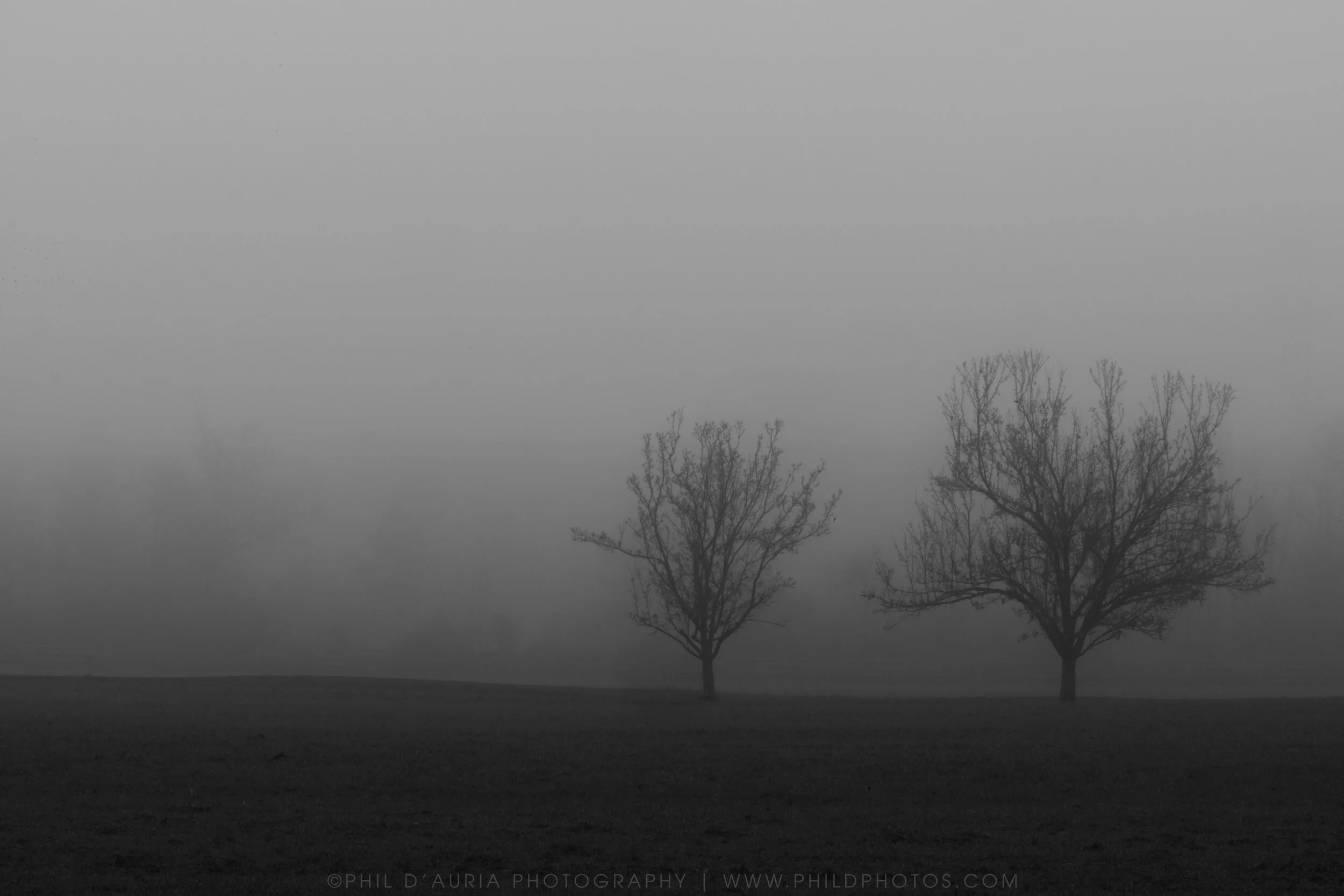 Foggy Trees- Print - Logo.jpg