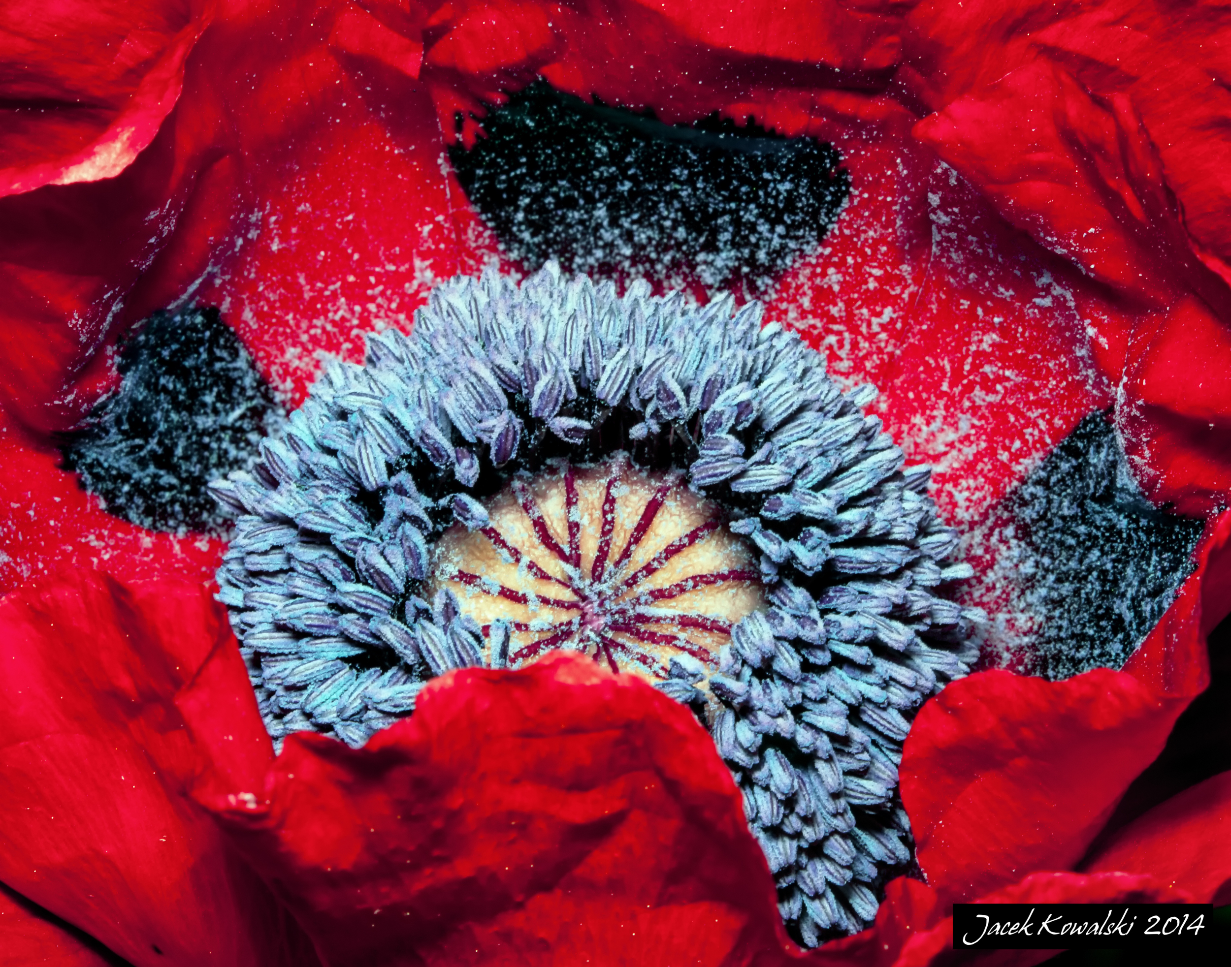 Red Poppy 2014