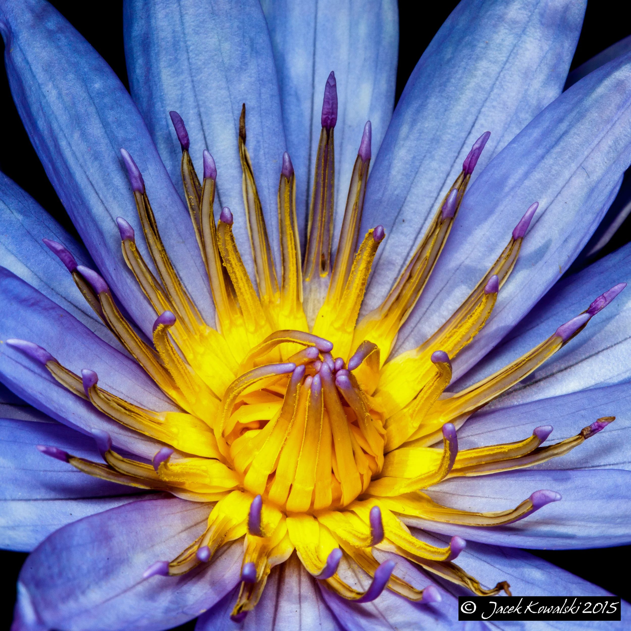 Water Lily