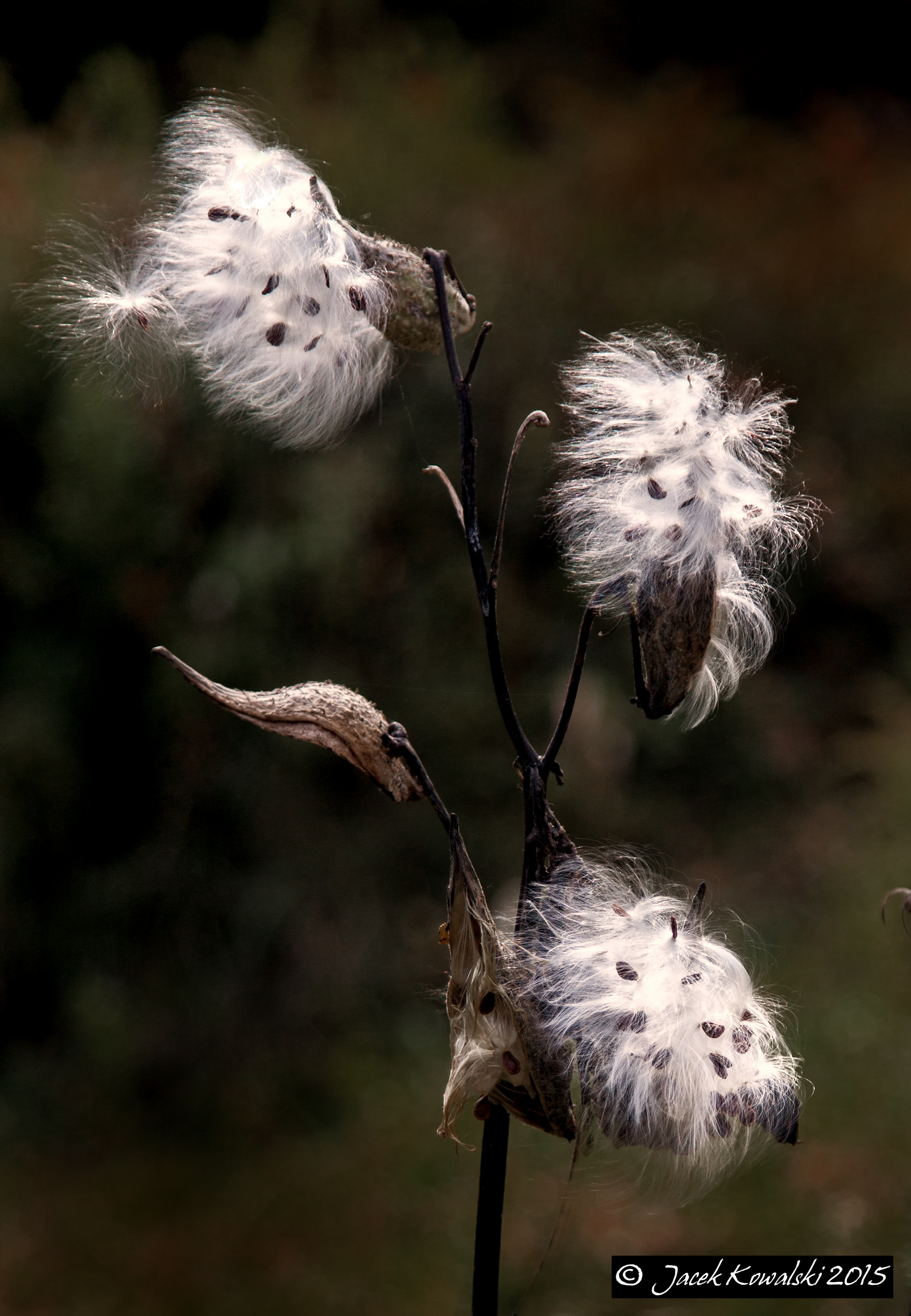 Milkweed Trio