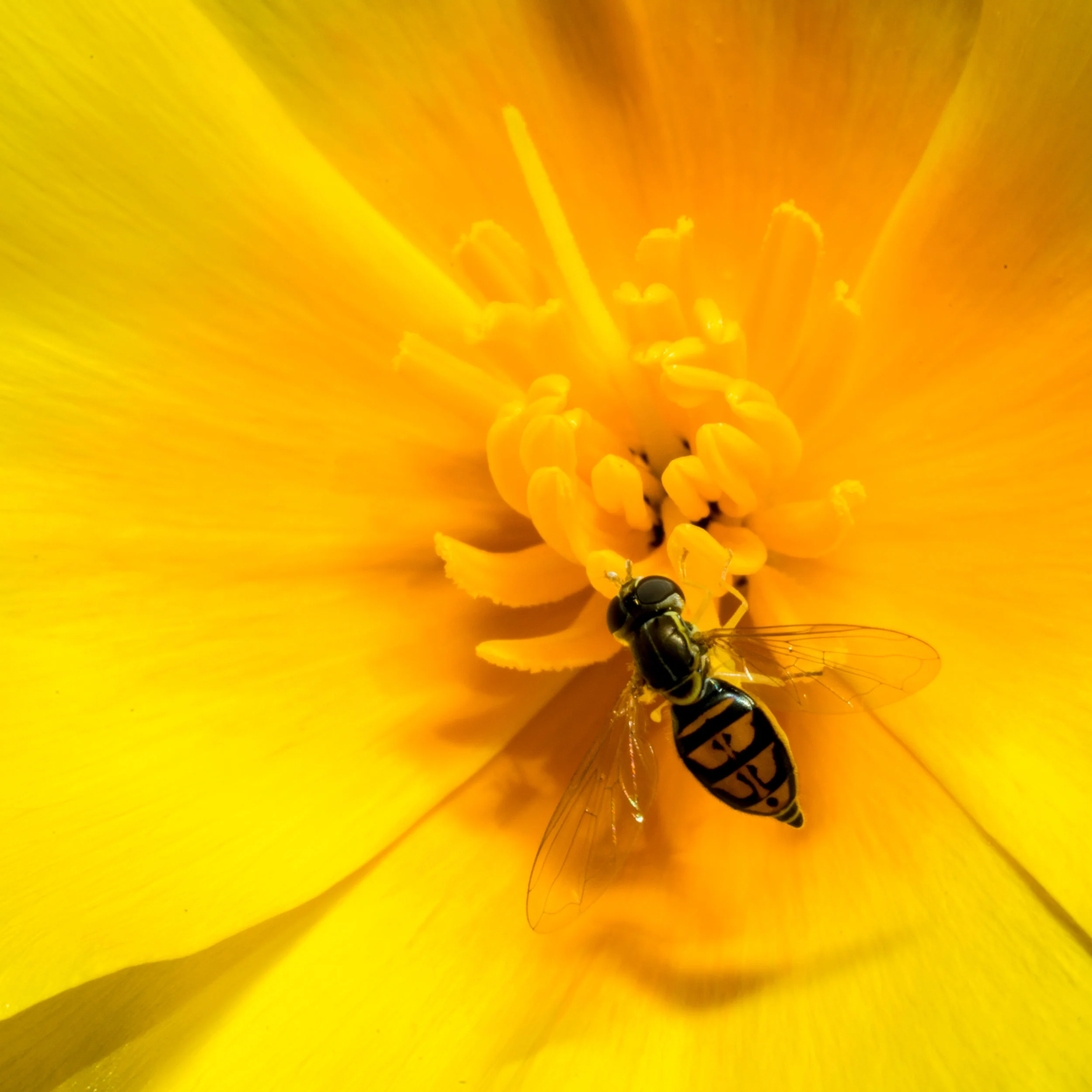 Bee on Flower
