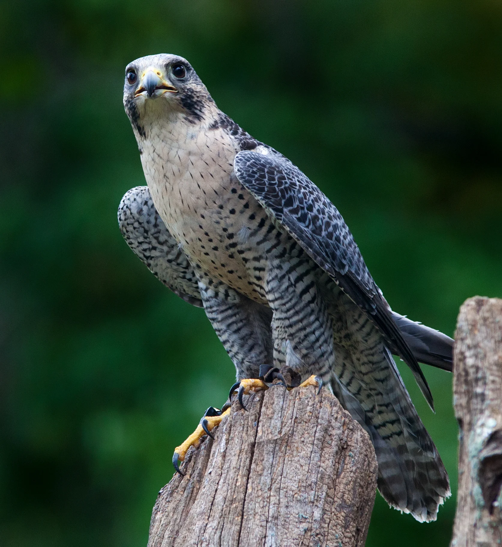 Peregrine Falcon