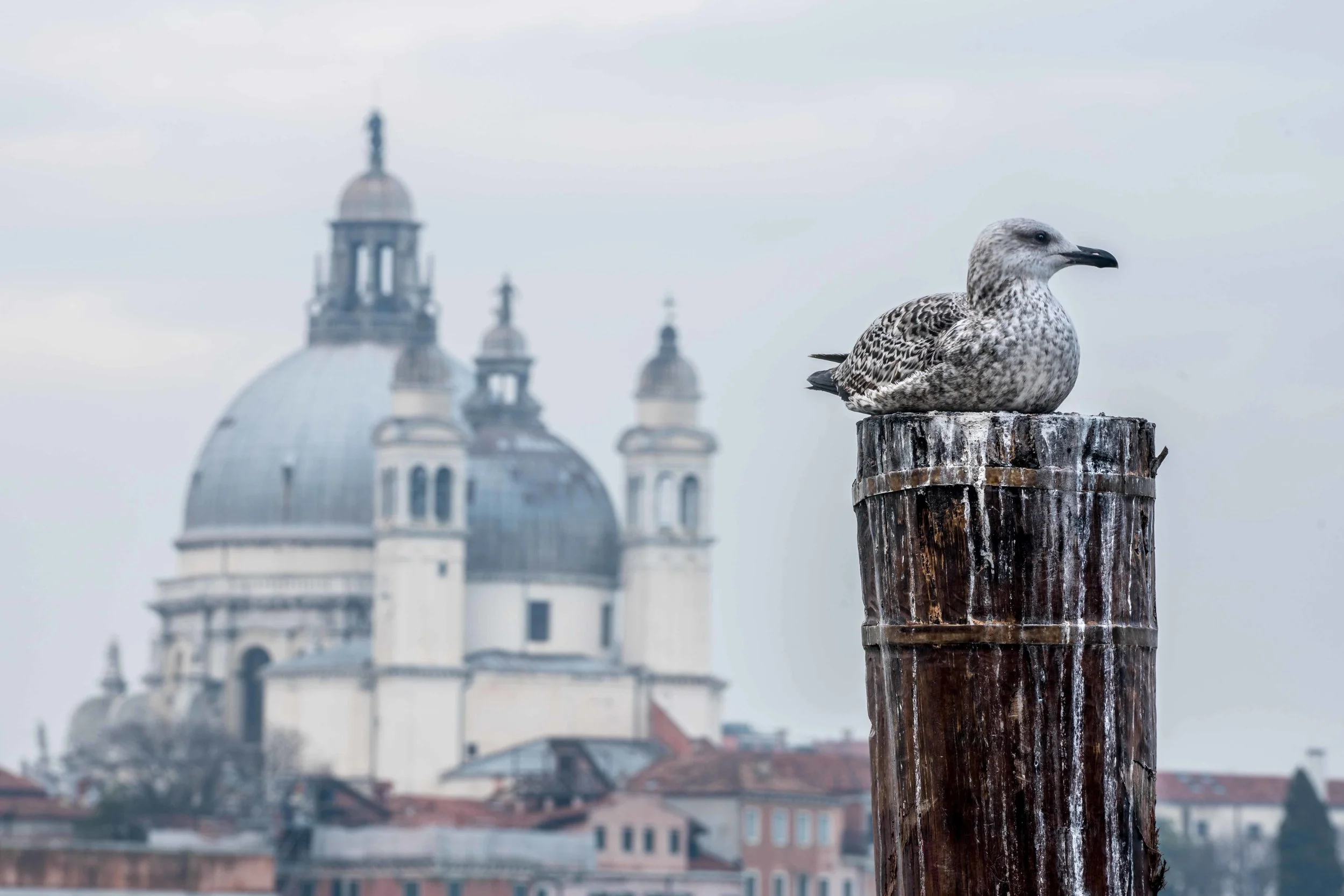Santa Maria & Seagull, Venice Italy
