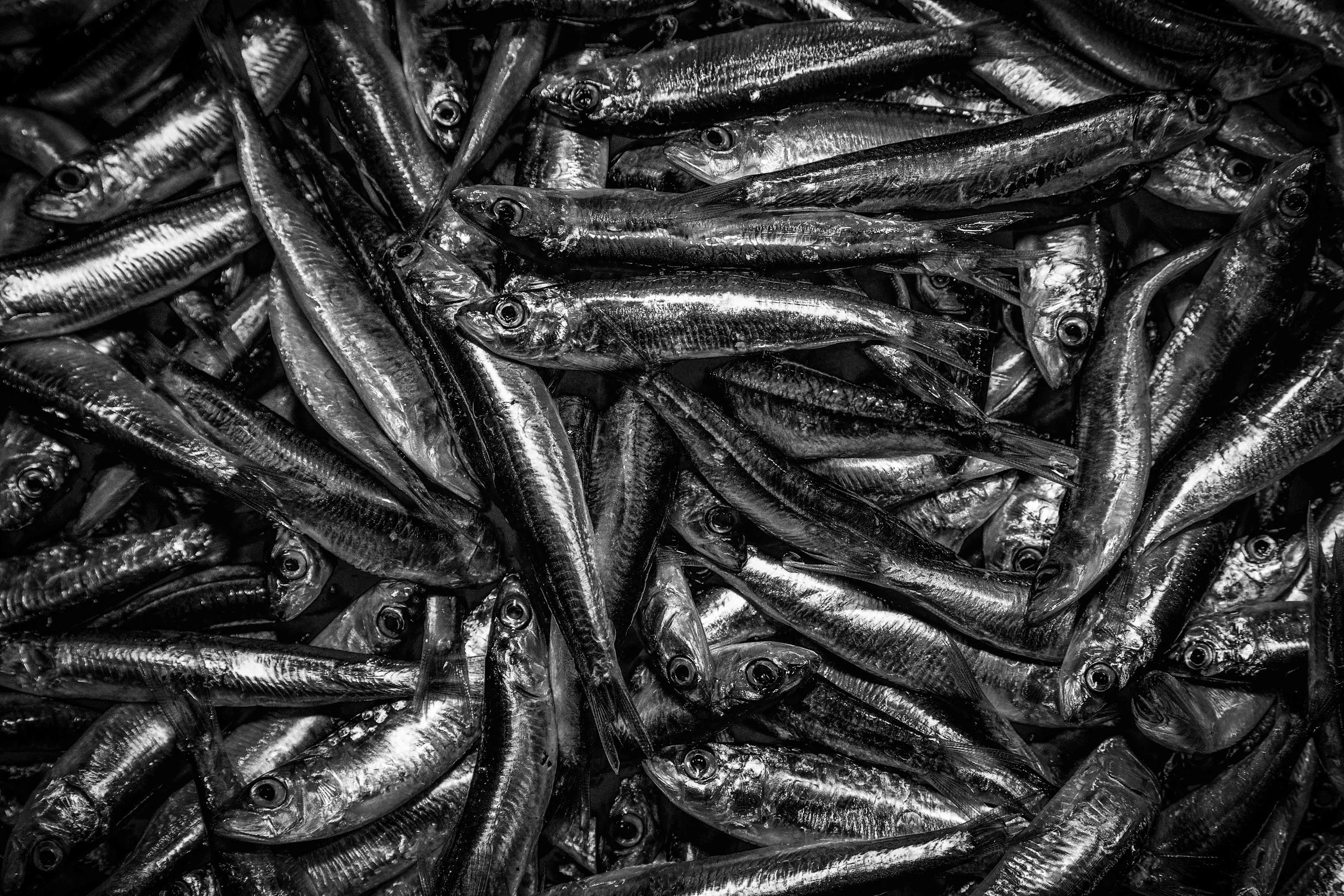 Silver Sardines, Fishmarket, Venice Italy