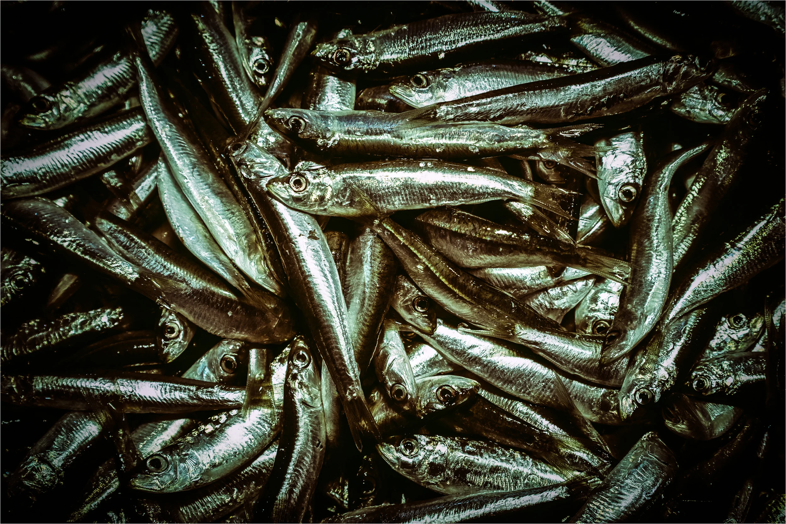 Venice - Rialto Fish Market