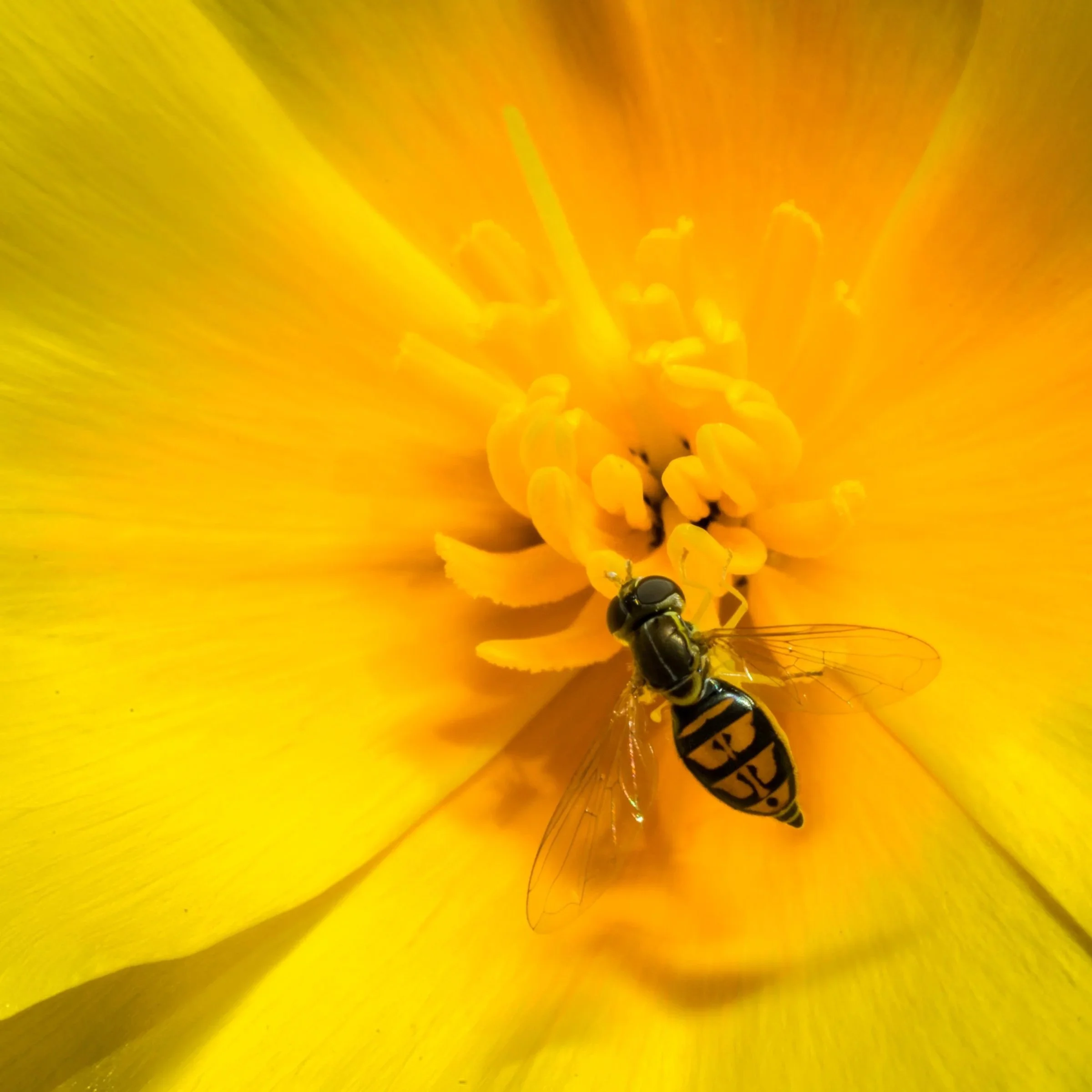 Hoverfly on California Poppy (Syrphidae sp. on Eschscholzia californica)