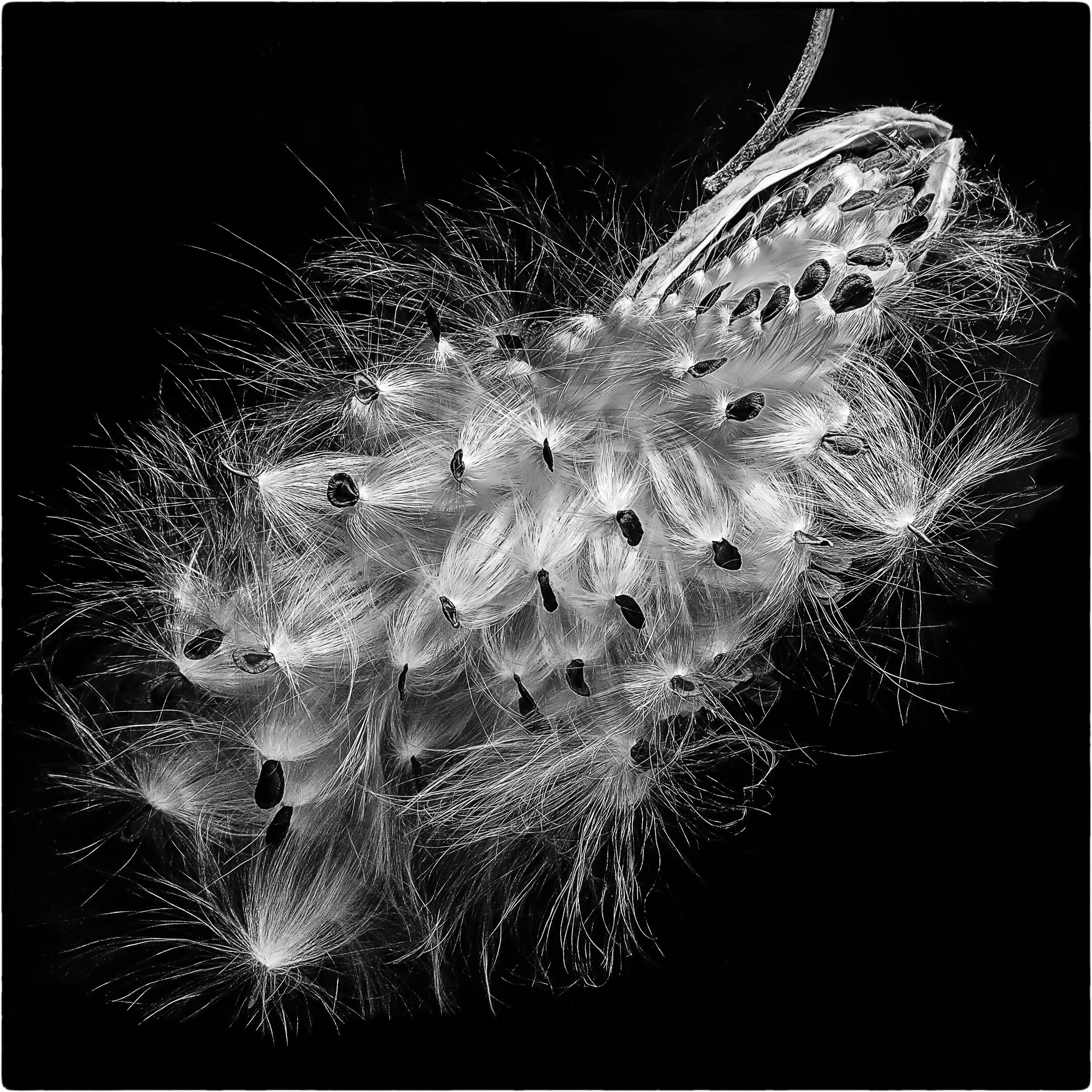 Milkweed Seeds (Asclepias syriaca)