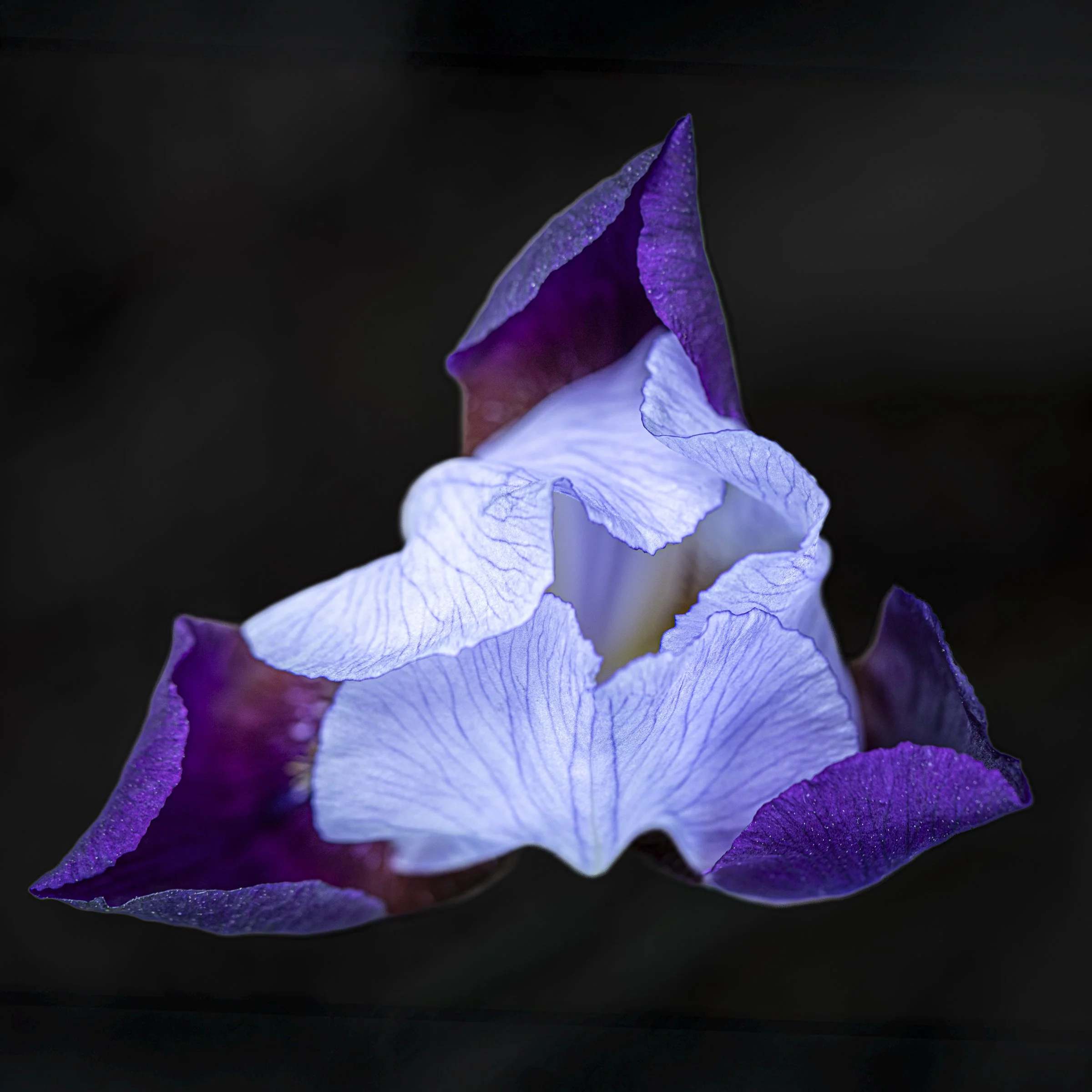 Iris (Iris germanica)