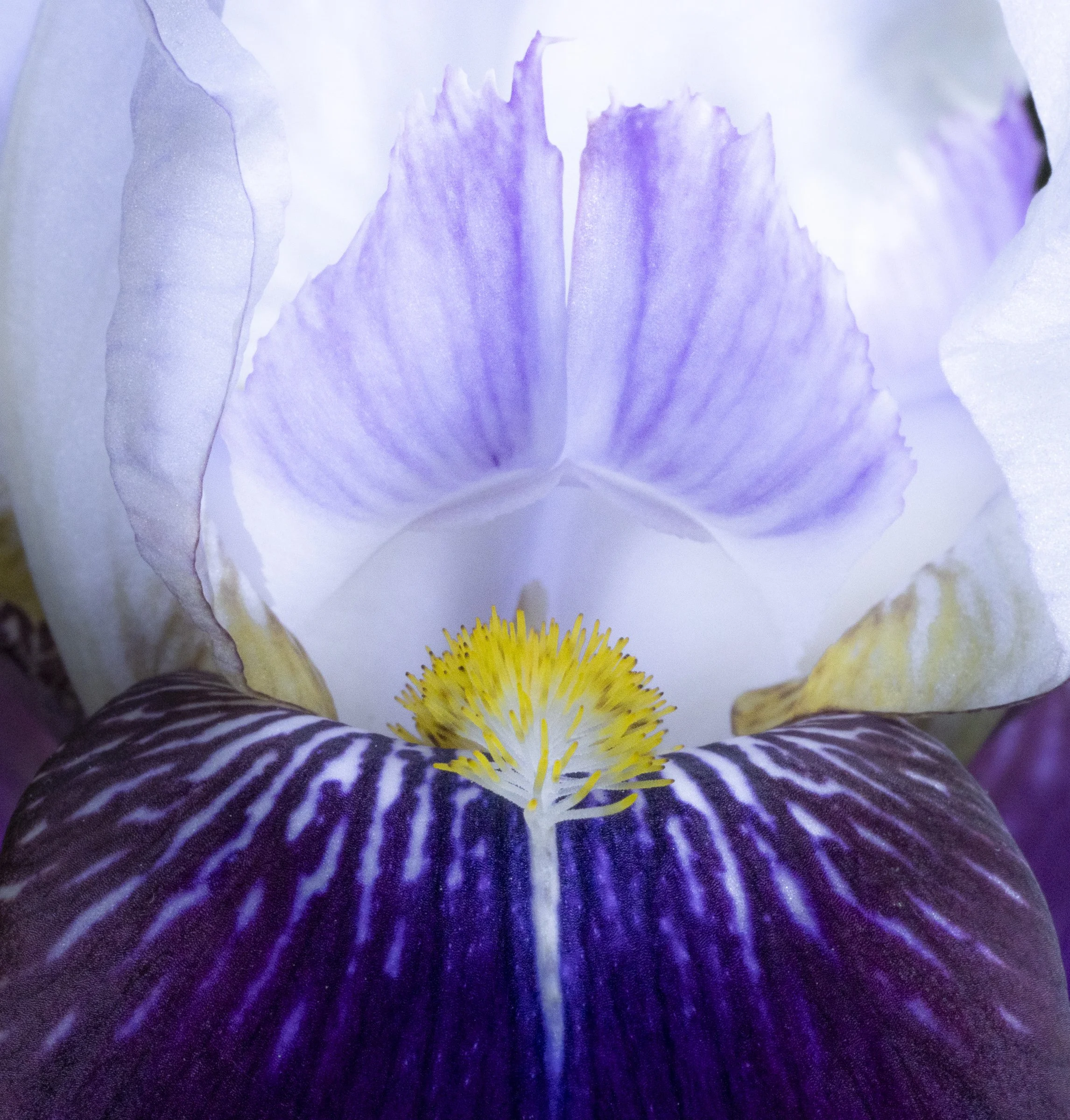 Iris (Iris germanica)