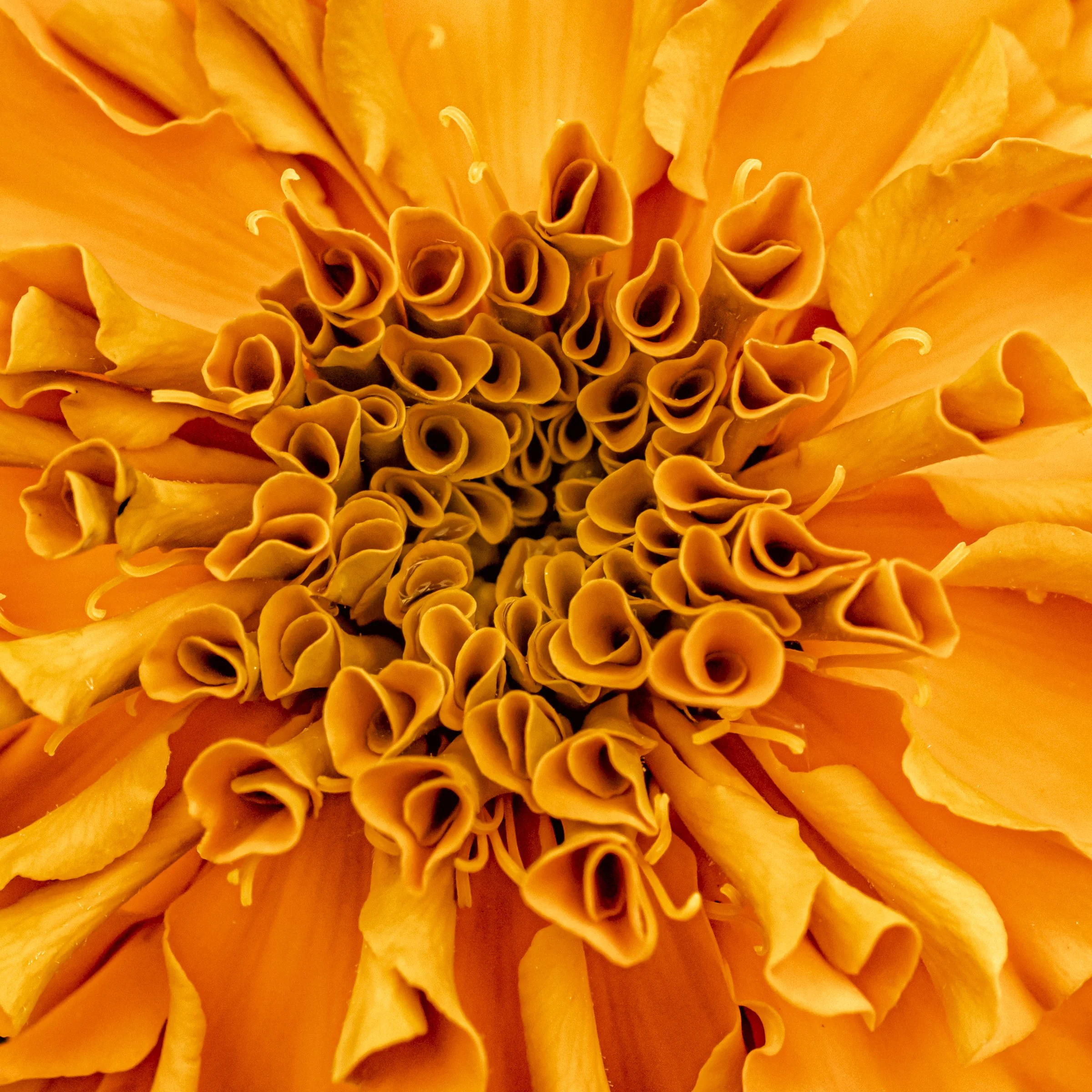 Marigold (Tagetes erecta)