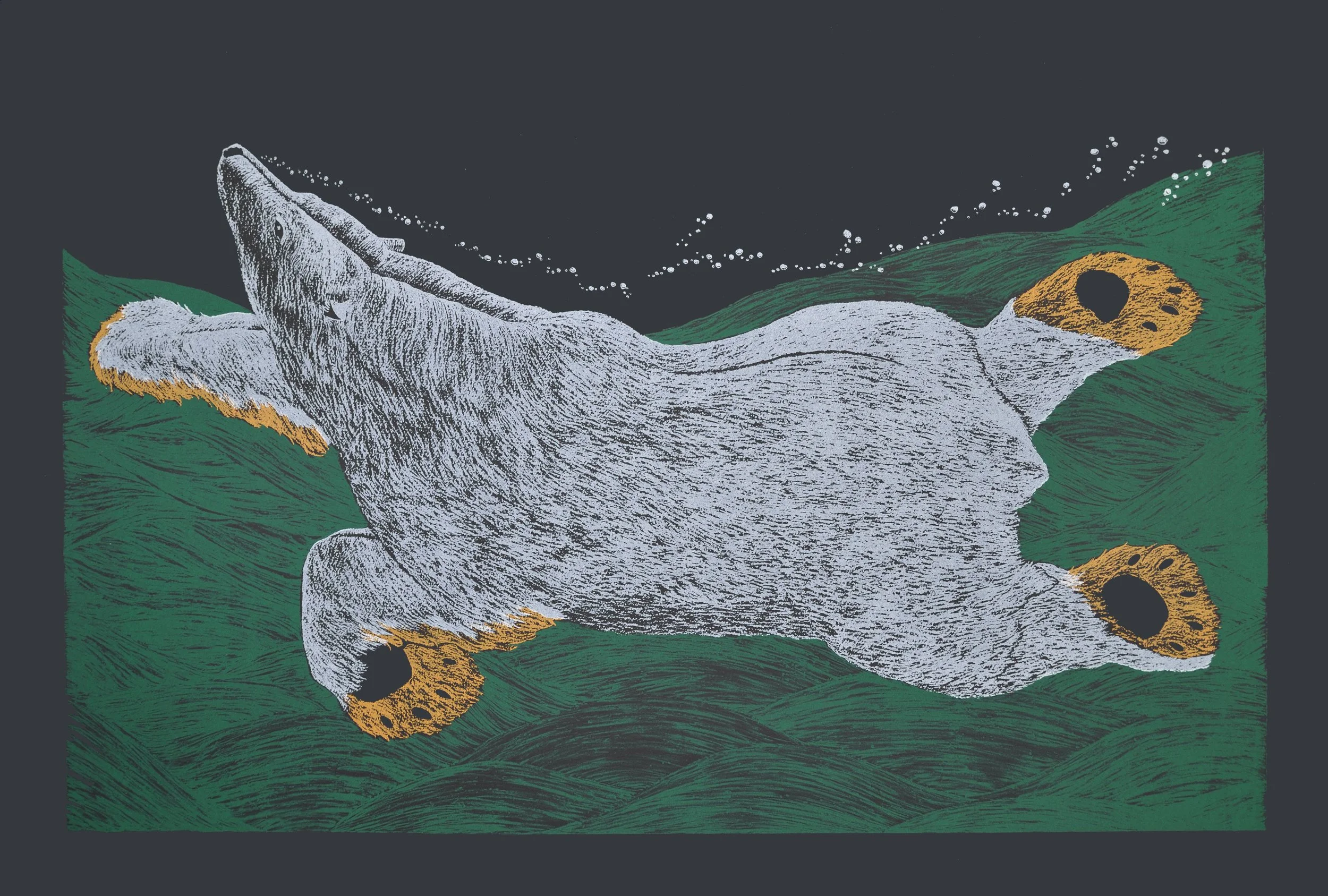 Tim Pitsiulak SWIMMING BEAR, 2016 Screenprint on Arches Cover Black Printer: Open Studio 76.5 x113 cm edition of 50