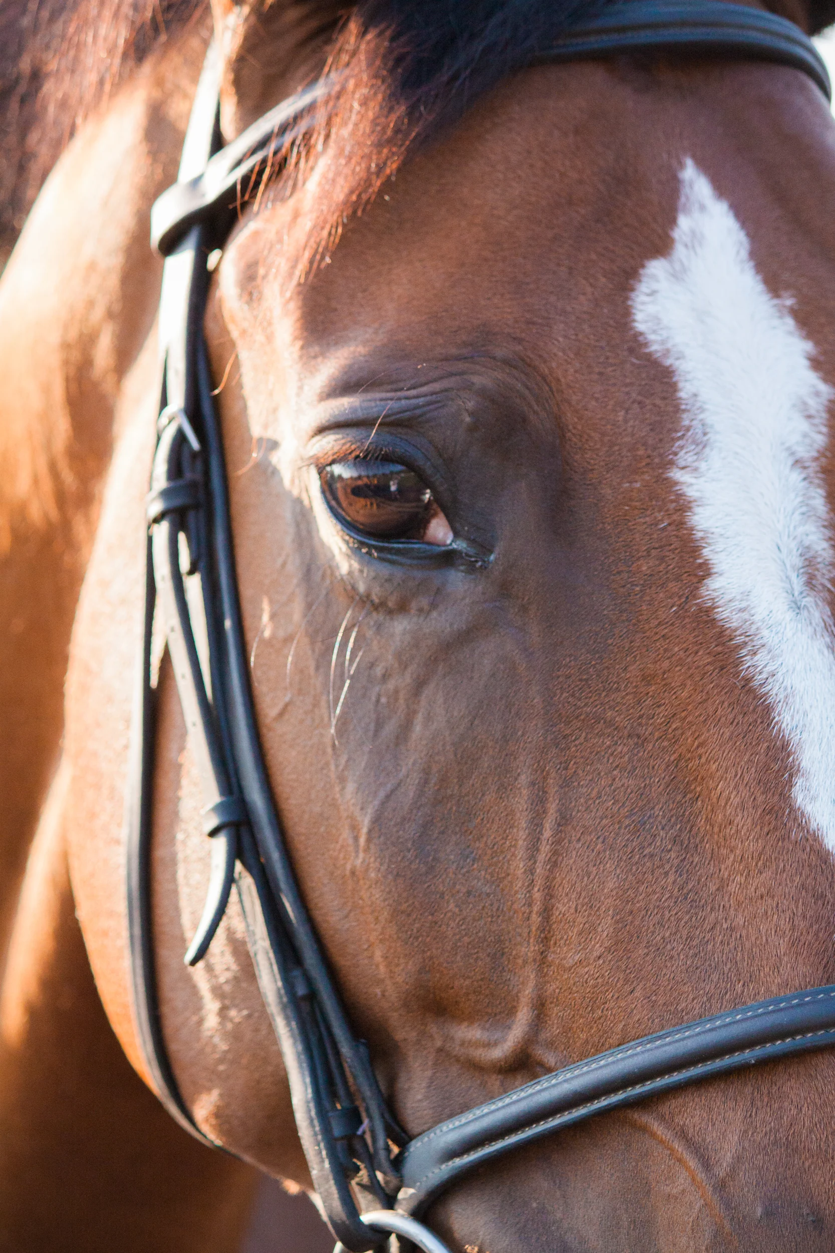 bethanygracephoto-equine-photography-maryland-virginia-6.JPG