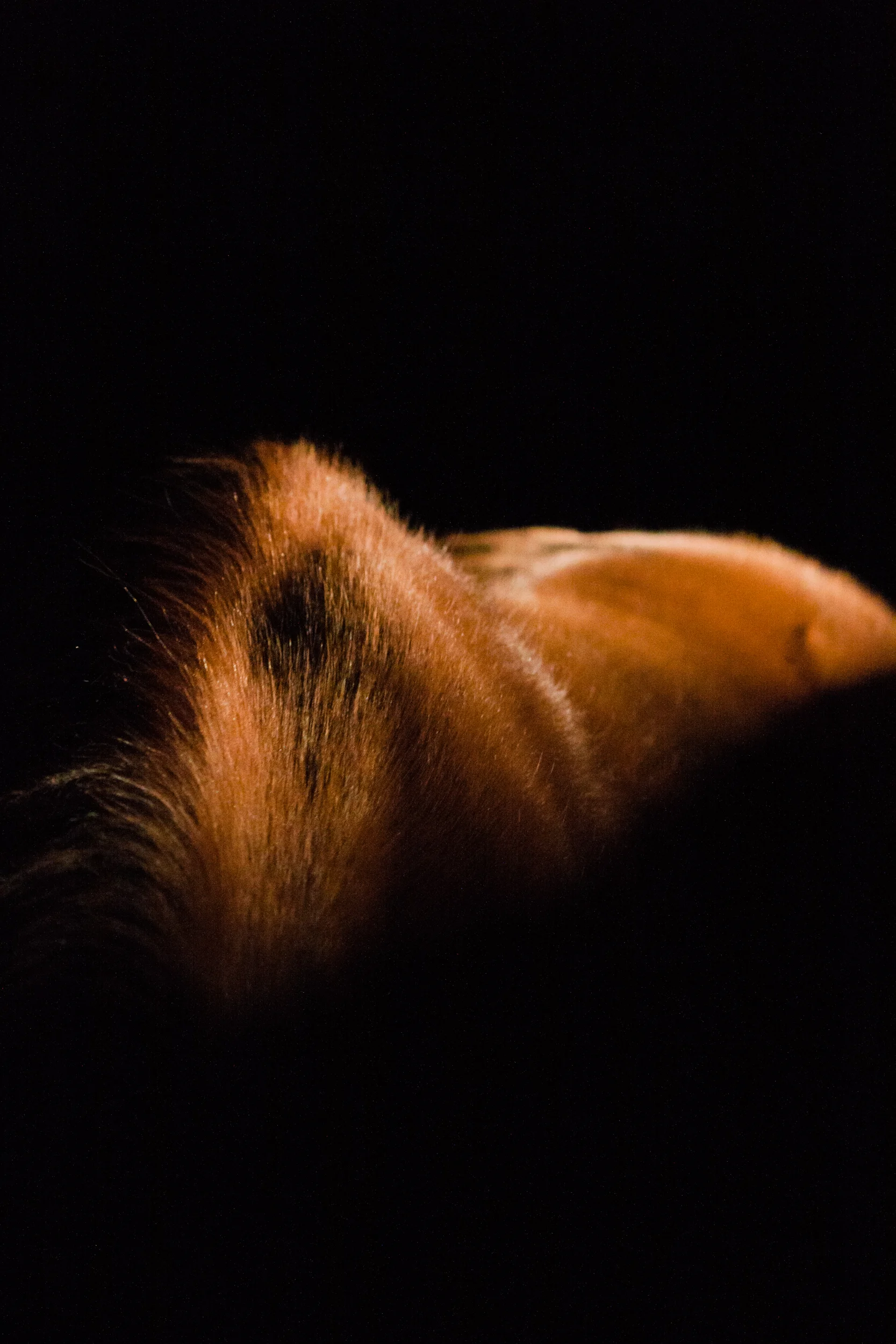 bethanygracephoto-equine-photography-maryland-virginia-19.JPG