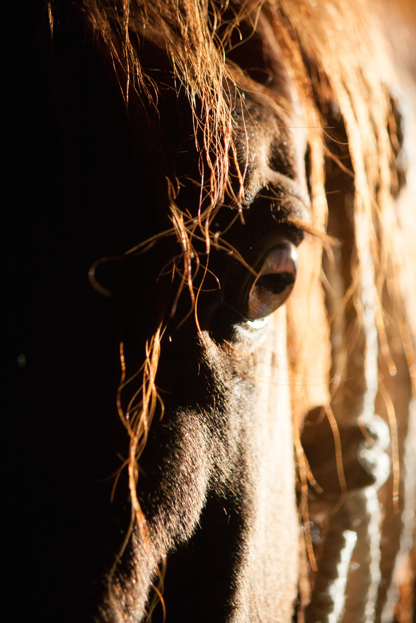 bethanygracephoto-equine-photography-maryland-virginia-21.JPG