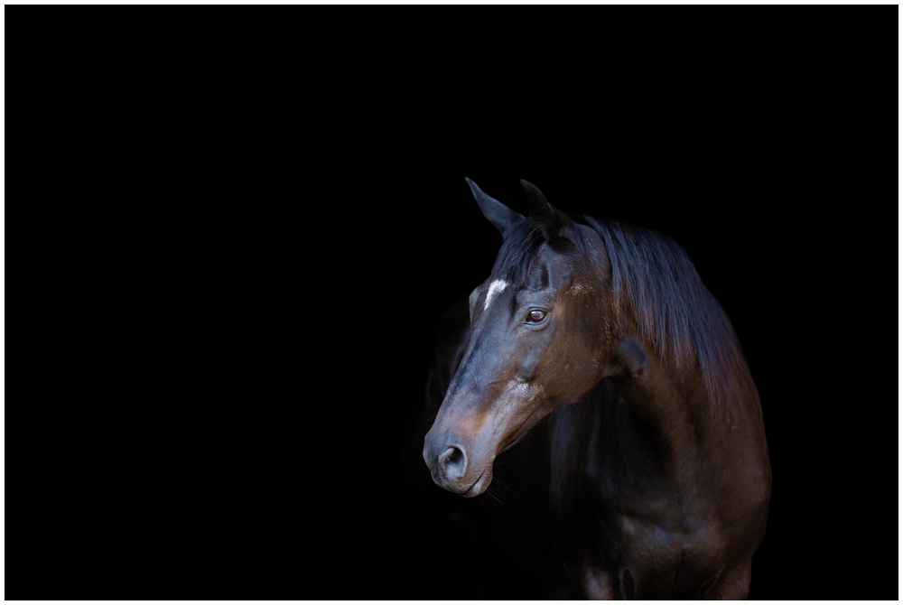 equine-photography-portrait-equestrian-staunton-virginia-photographer-maryland_0017.jpg