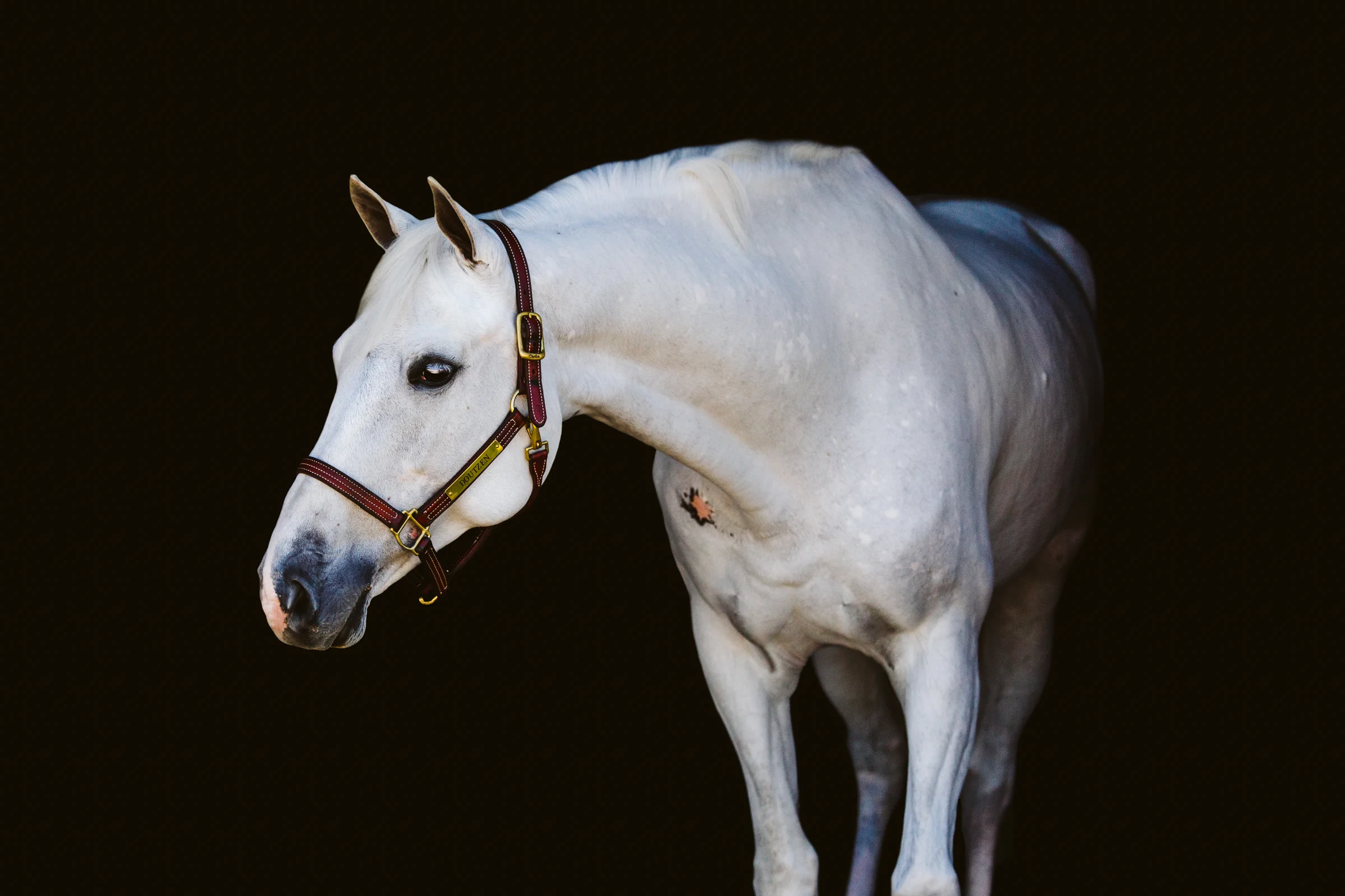 bethanygracephoto-equine-5.JPG
