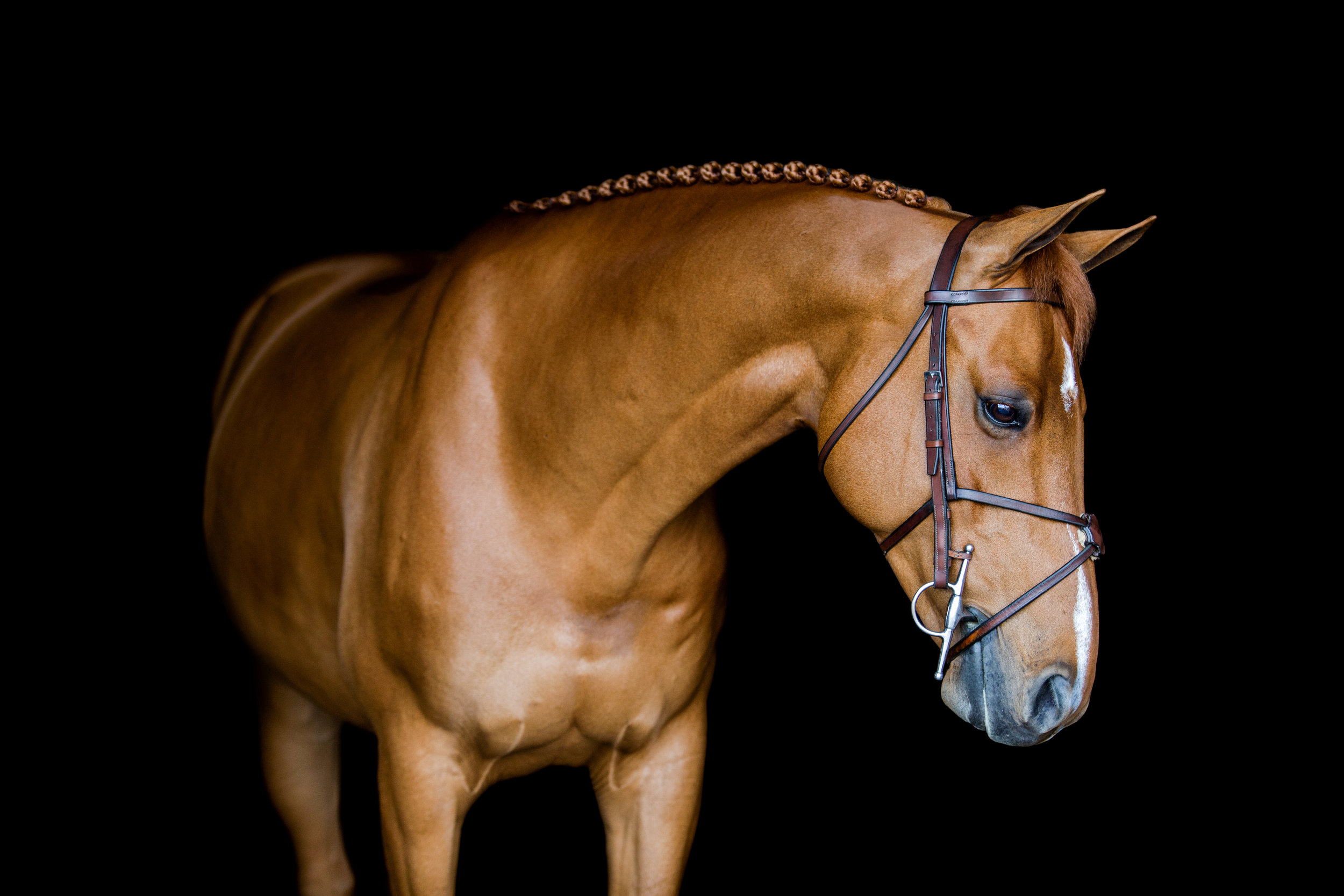 equine-10.JPG