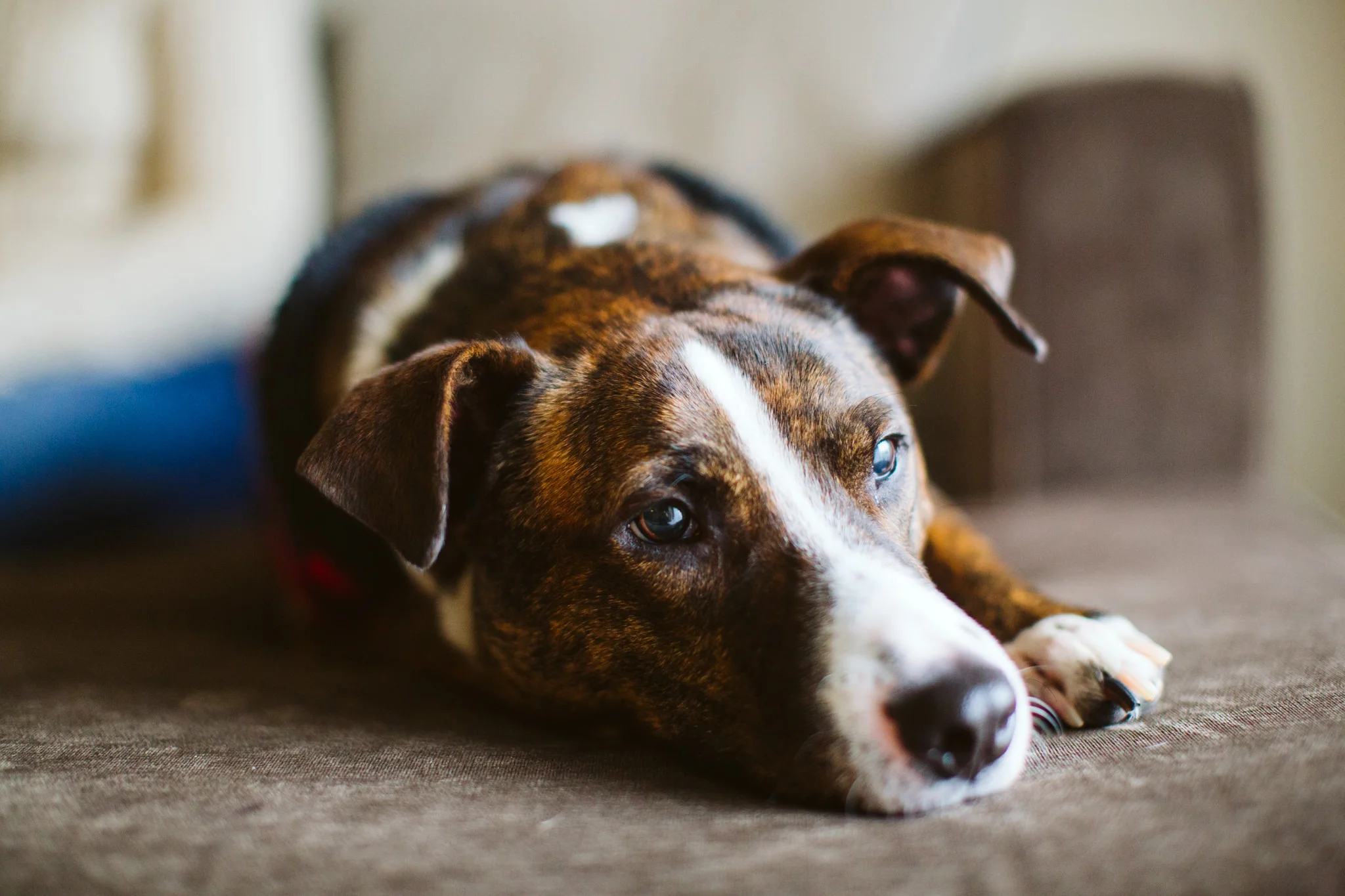 Dog Lifestyle Photography Session