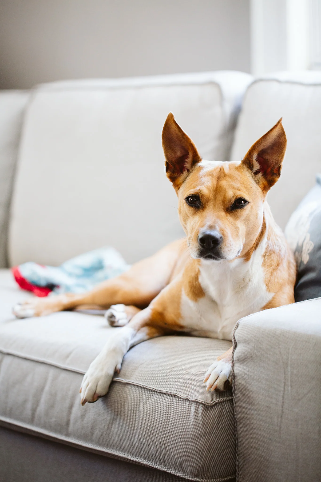 Dog on couch at home session