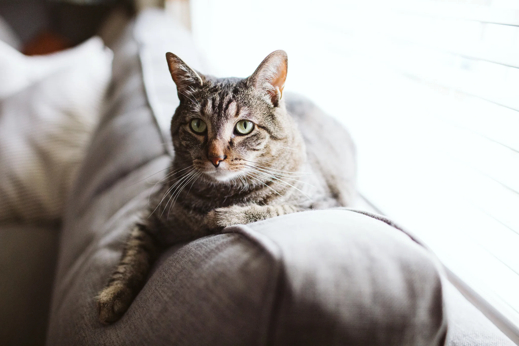 Cat sitting on couch at home