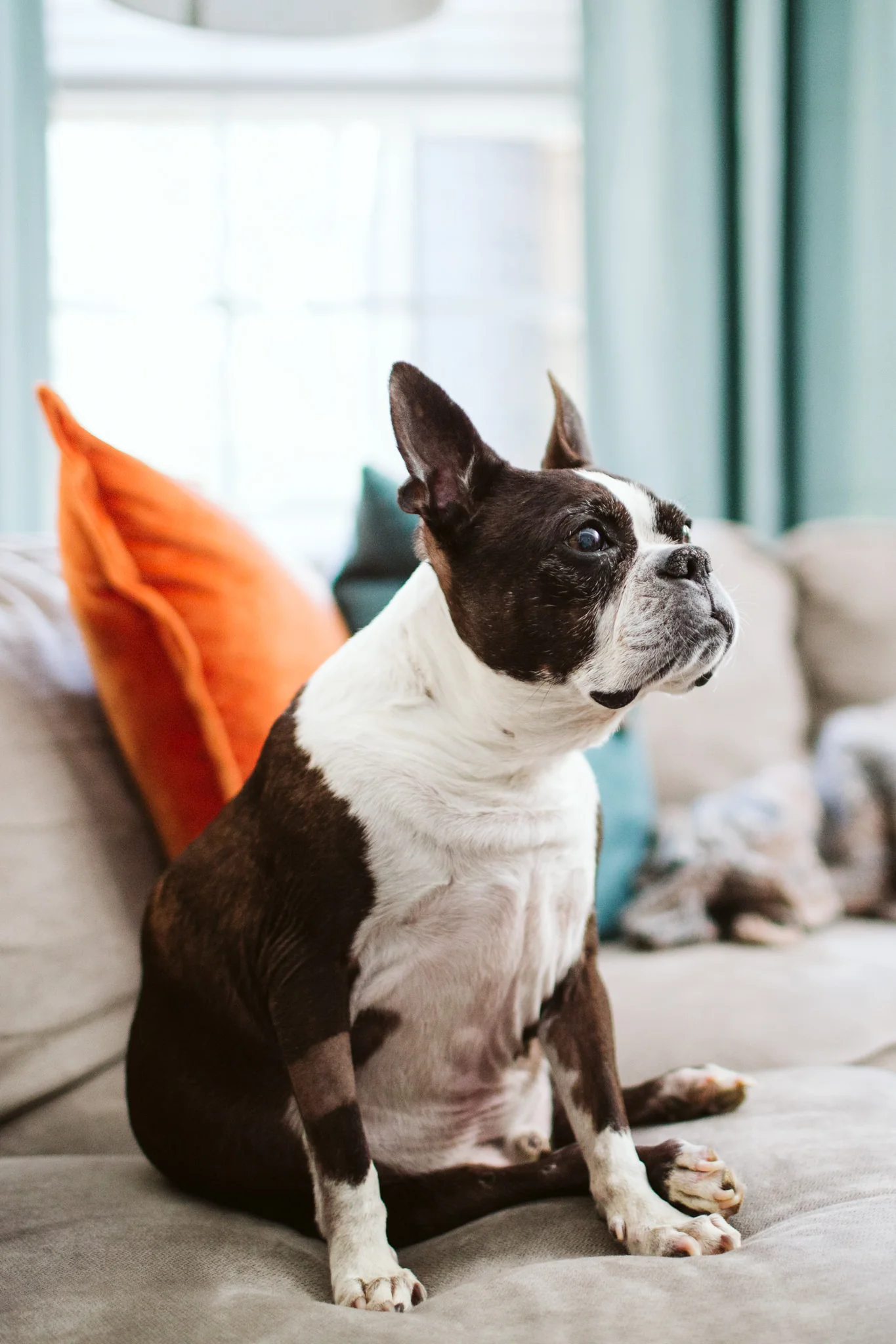 Boston Terrier sitting on couch at home