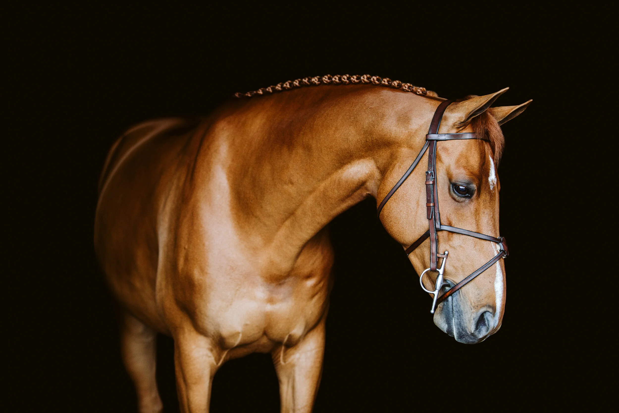 bethany-grace-photo-black-background-equine-portrait-2391.JPG